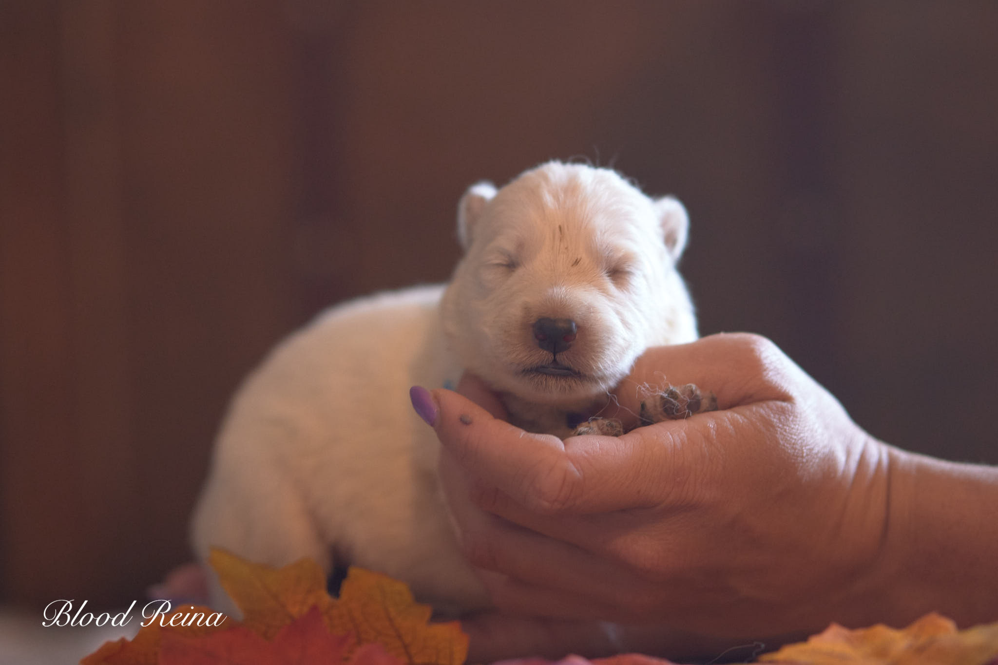 BARIL, chiot Berger Blanc Suisse disponible