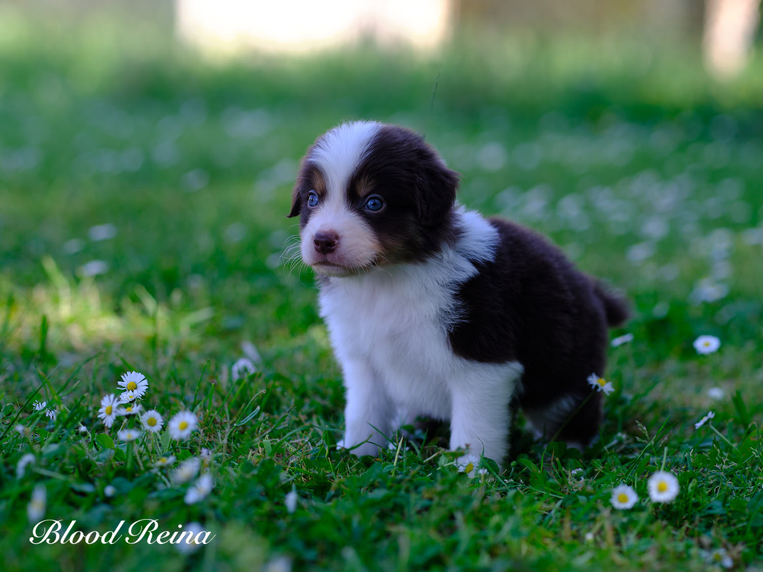 Bandit