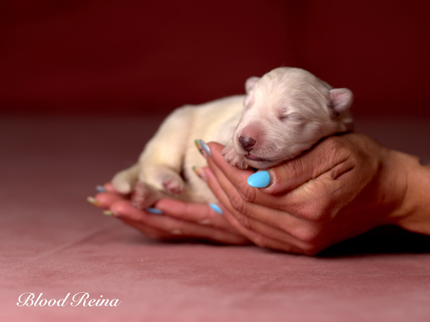 Bavière, chiot Berger Blanc Suisse disponible