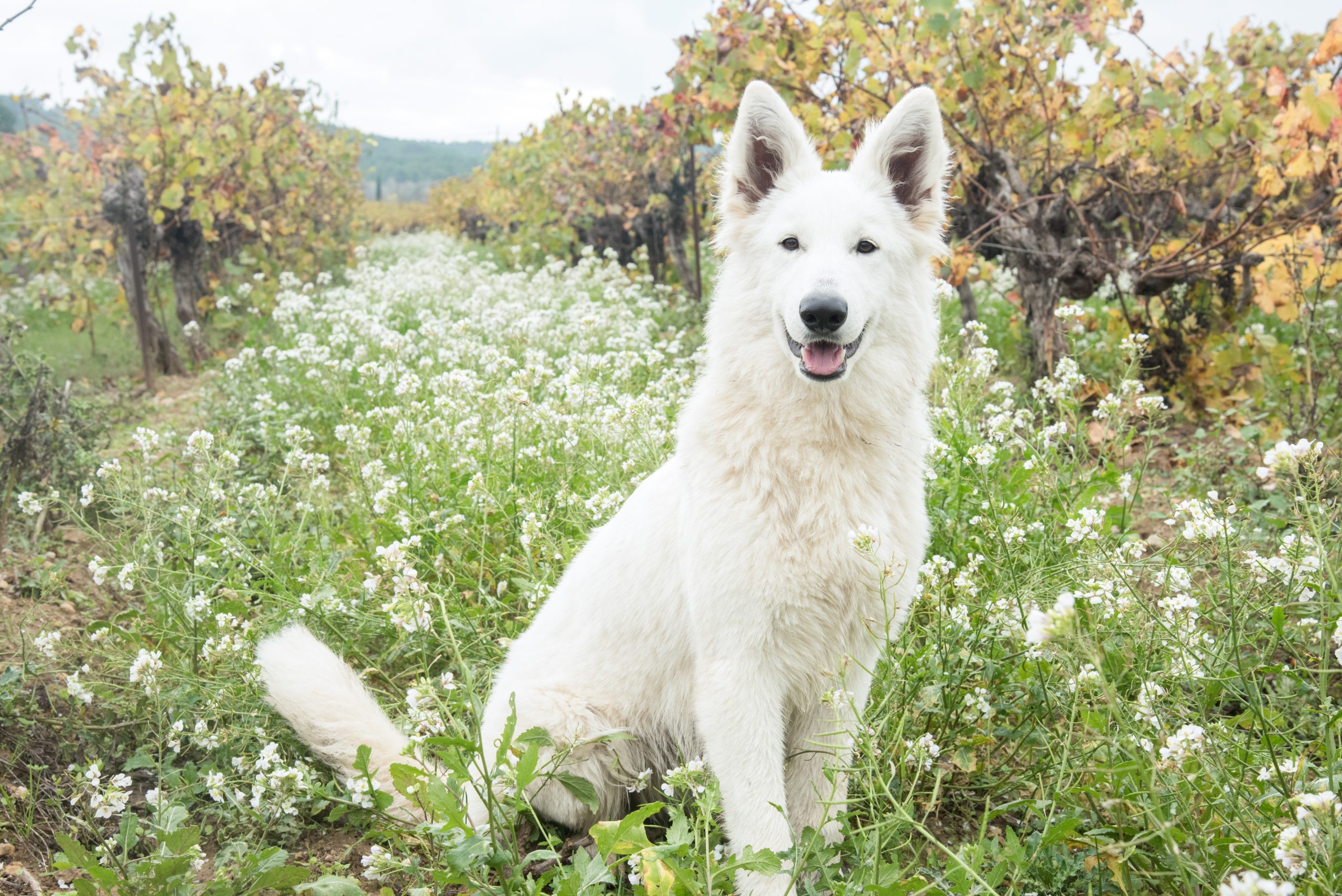 Berger Blanc Suisse adulte en pose en extérieur — élevage Bloodreina