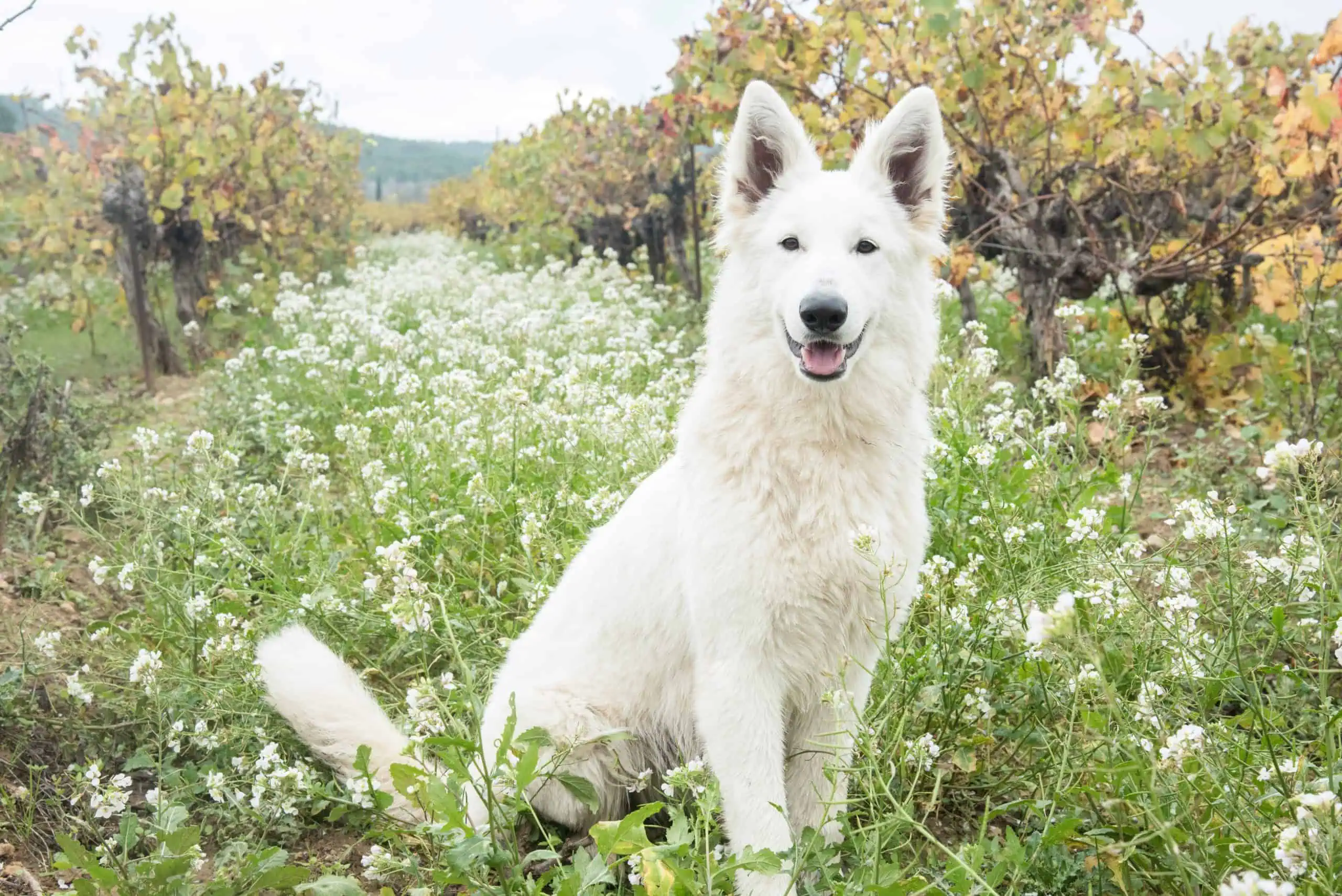 Berger Blanc Suisse adulte en pose en extérieur — élevage Bloodreina