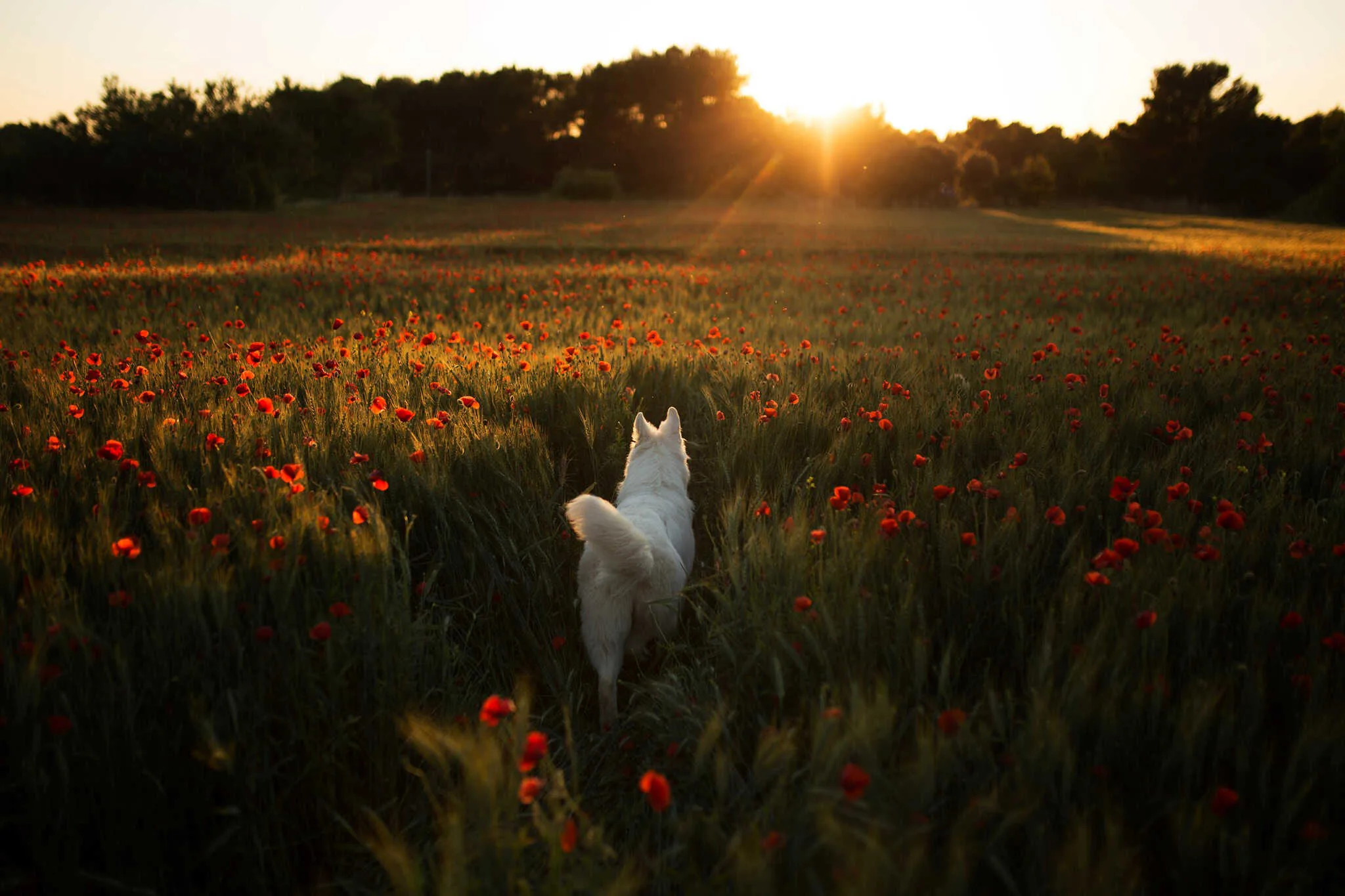 Berger Blanc Suisse Rhône, élevage Bloodreina — photo 4