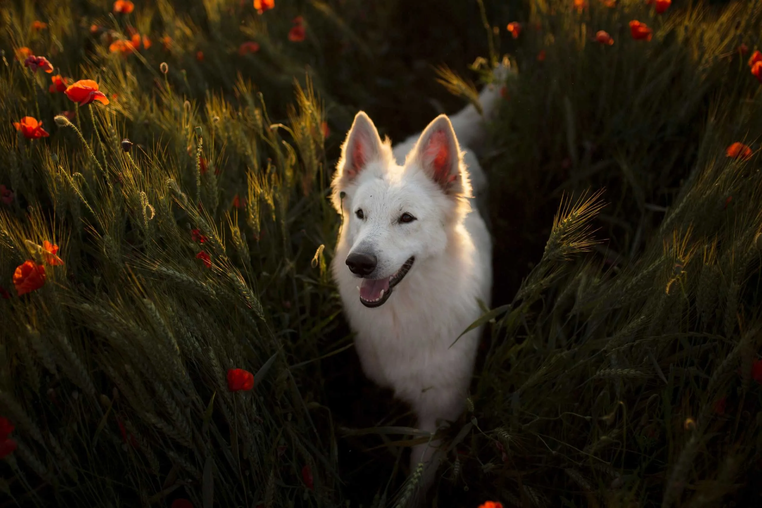 Berger Blanc Suisse Haute-Savoie, élevage Bloodreina