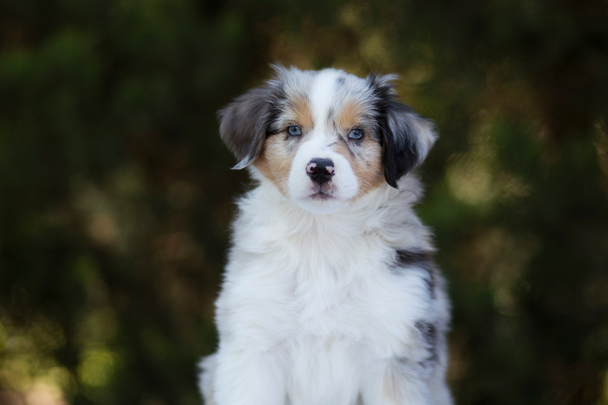 Berger Américain Miniature chiot portrait en extérieur — élevage Bloodreina