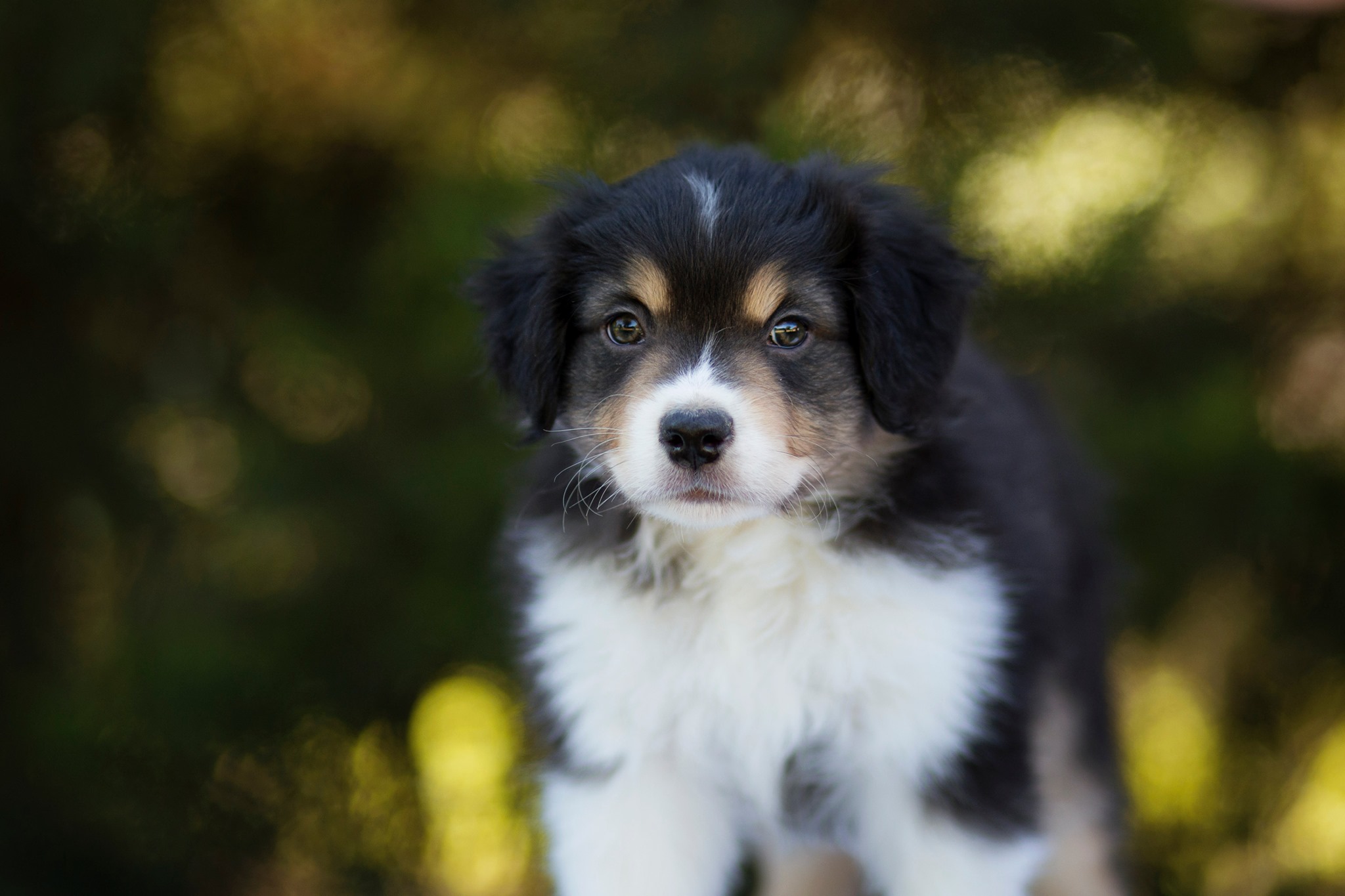 Berger Américain Miniature — Berger Américain Miniature bleu merle : robe, yeux et prudence génétique