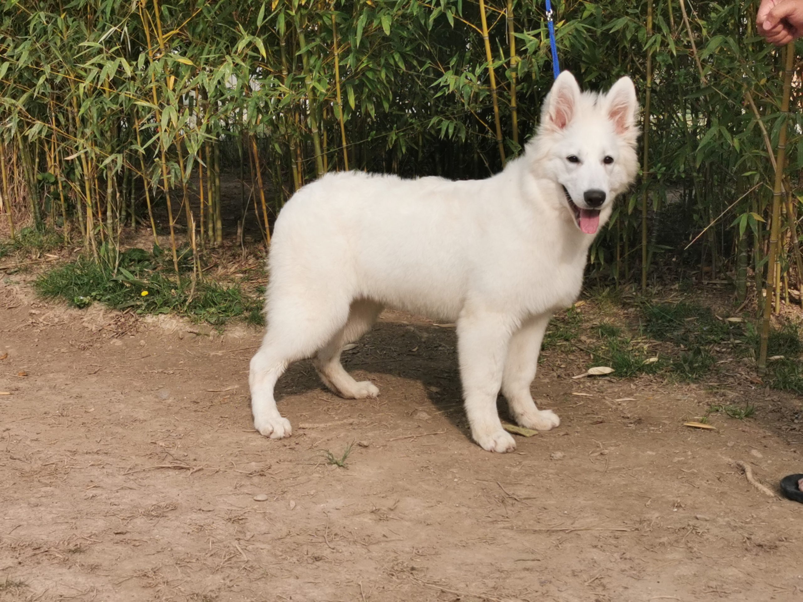 Berger Blanc Suisse Bouches-du-Rhône, élevage Bloodreina — photo 1