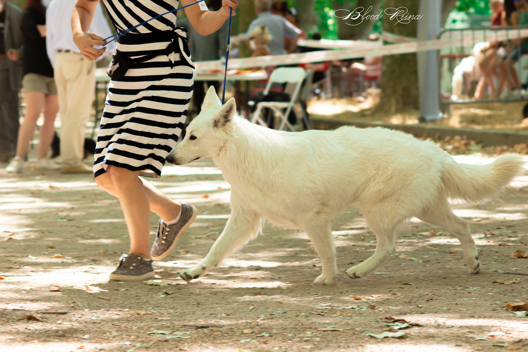 Berger Blanc Suisse — élevage Bloodreina