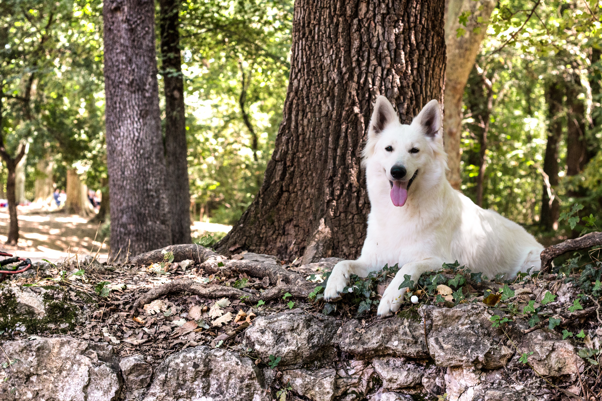 Berger Blanc Suisse adulte en pose en extérieur — élevage Bloodreina
