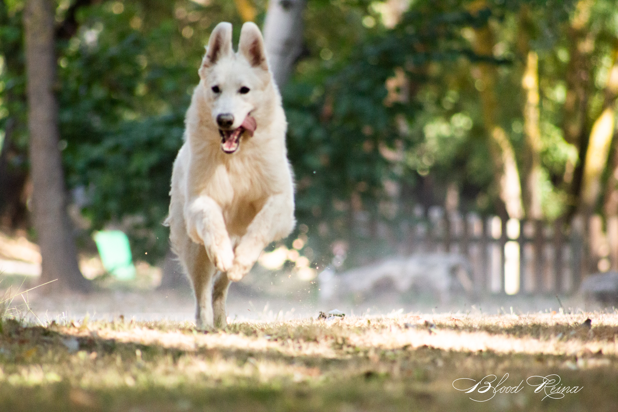 Berger Blanc Suisse adulte en extérieur — élevage Bloodreina
