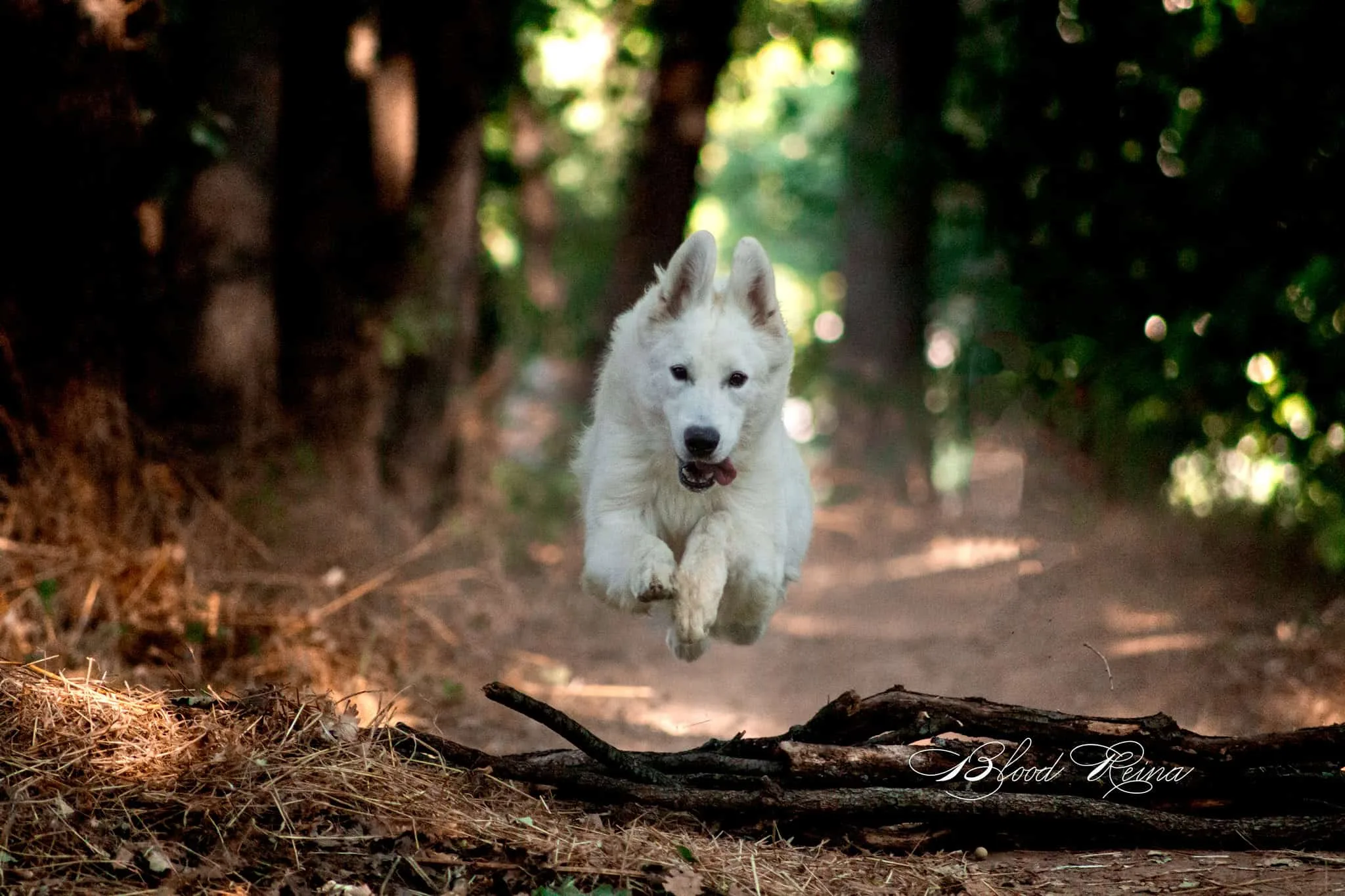 Berger Blanc Suisse Provence-Alpes-Côte d'Azur, élevage Bloodreina