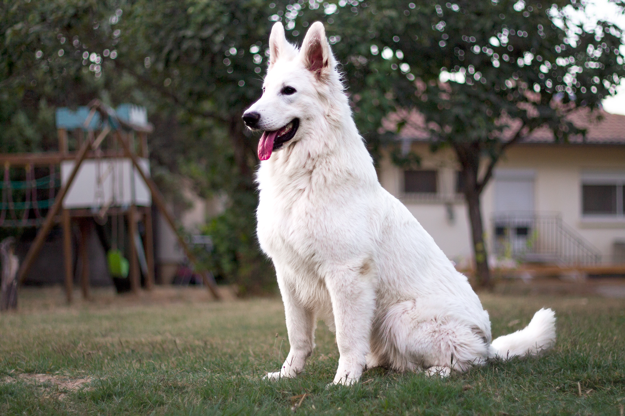 Berger Blanc Suisse Finistère, élevage Bloodreina