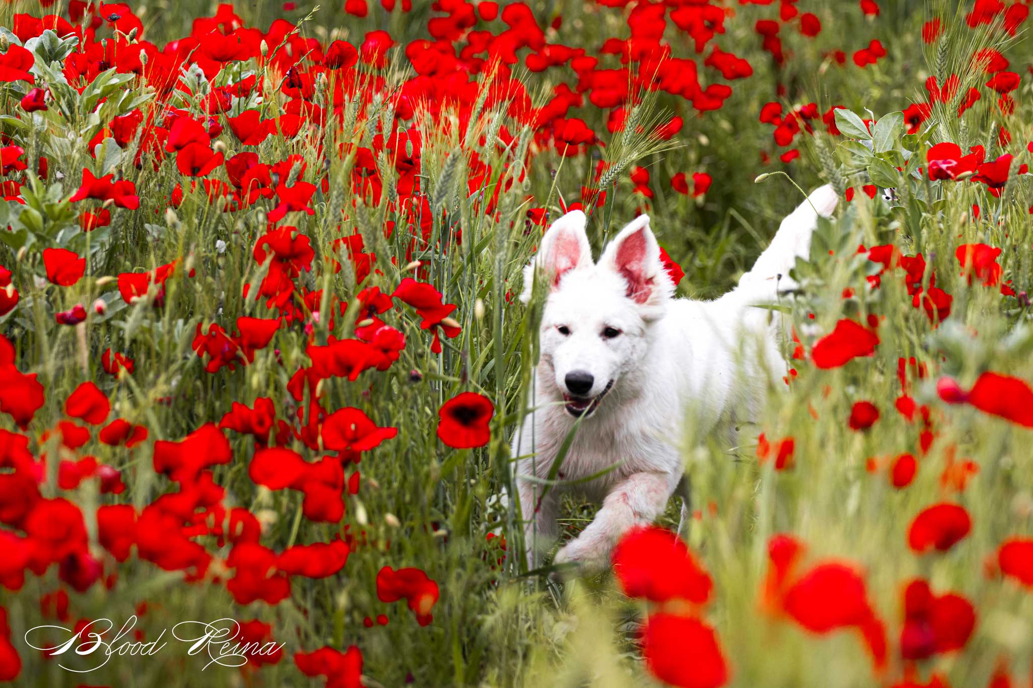 Berger Blanc Suisse — Bloodreina pour Cher