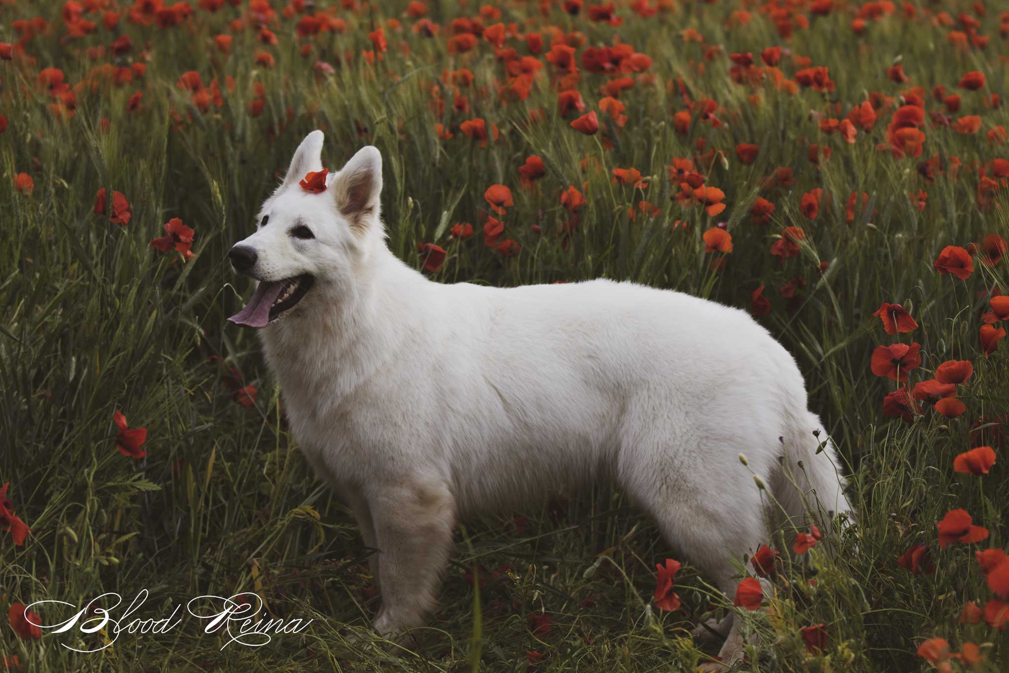 Berger Blanc Suisse — Bloodreina pour Isère
