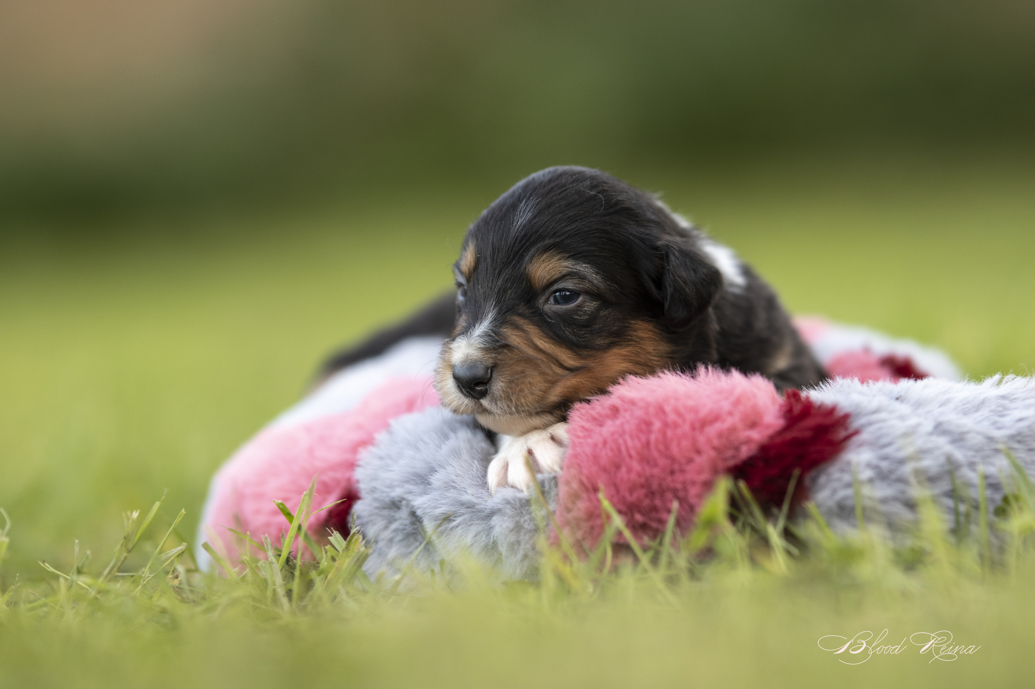 Berger Américain Miniature chiot portrait en extérieur — élevage Bloodreina