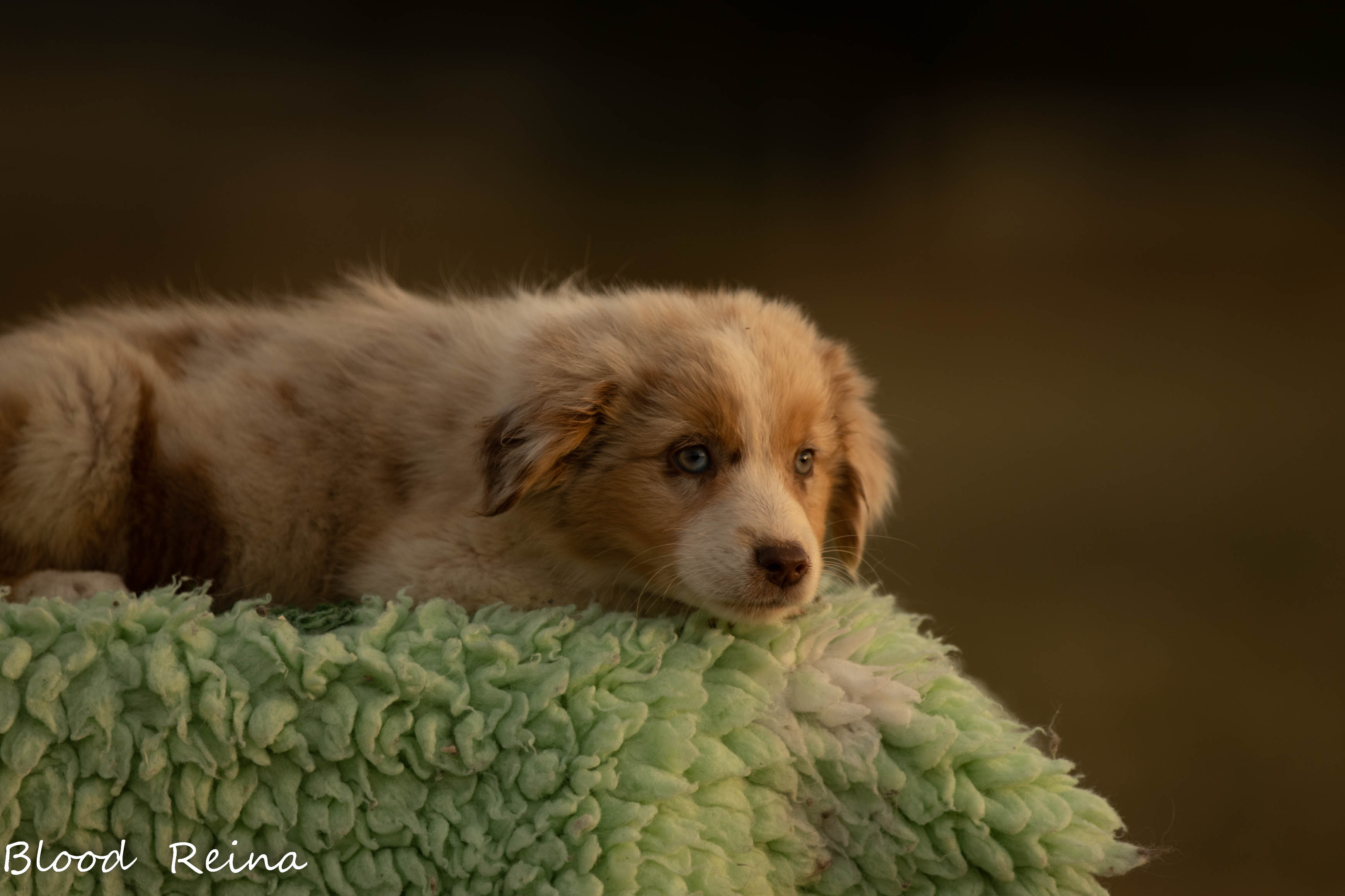 Berger Américain Miniature chiot en pose en extérieur — élevage Bloodreina