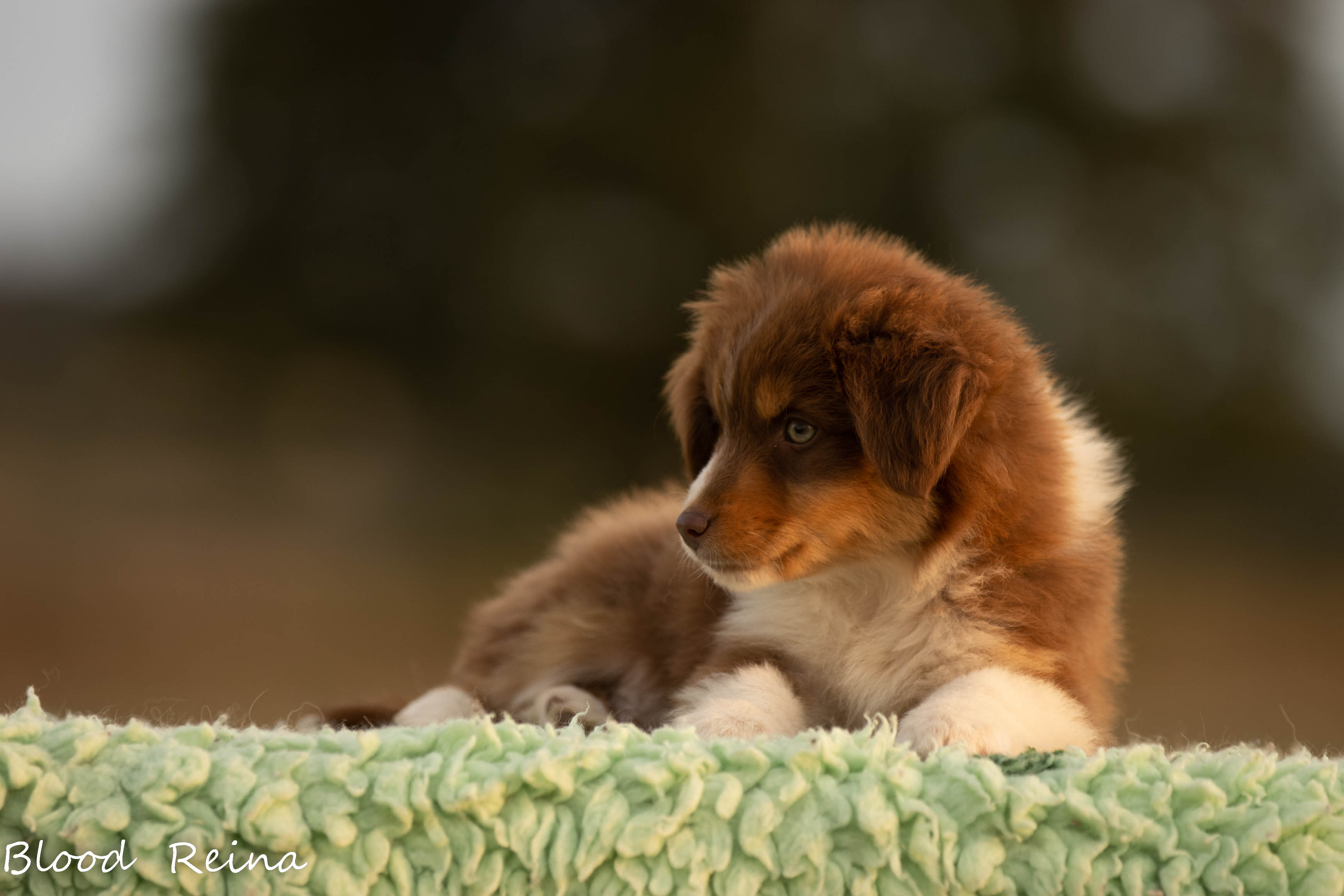 Berger Américain Miniature chiot portrait en extérieur — élevage Bloodreina