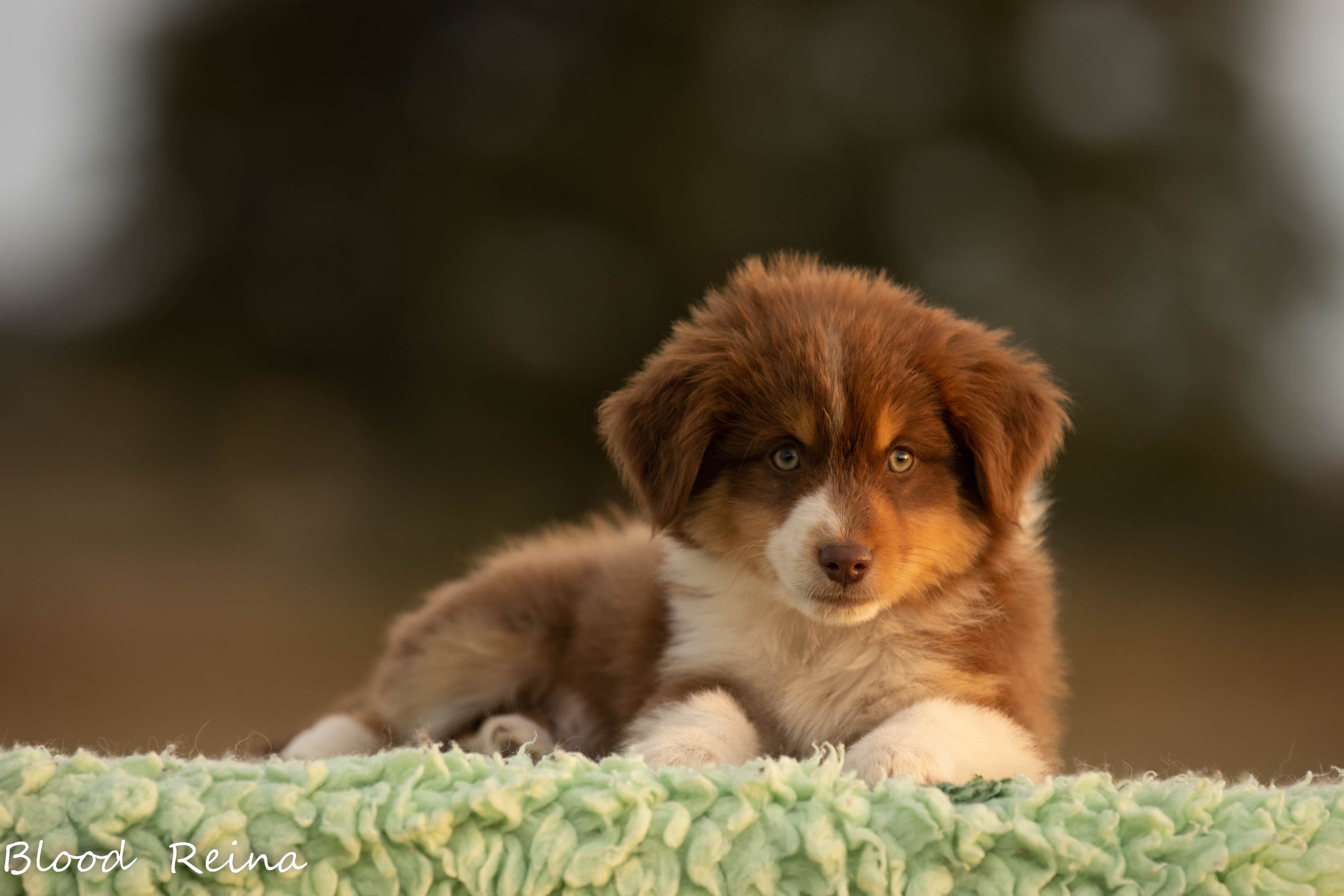 Berger Américain Miniature chiot en pose en extérieur — élevage Bloodreina