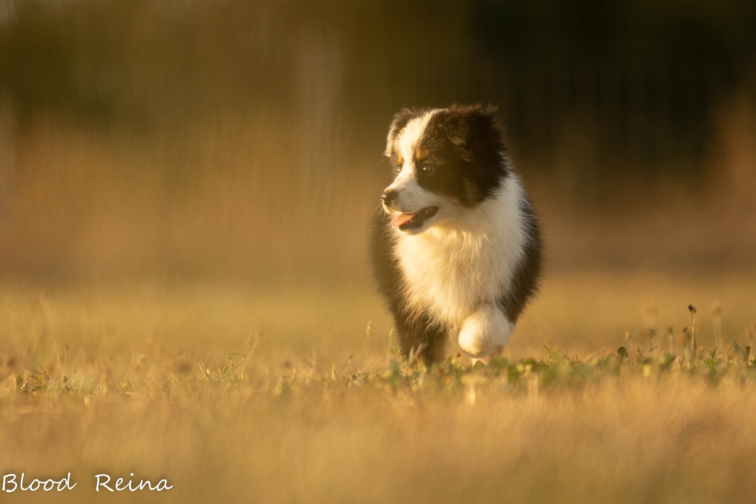 Berger Américain Miniature chiot en extérieur — élevage Bloodreina