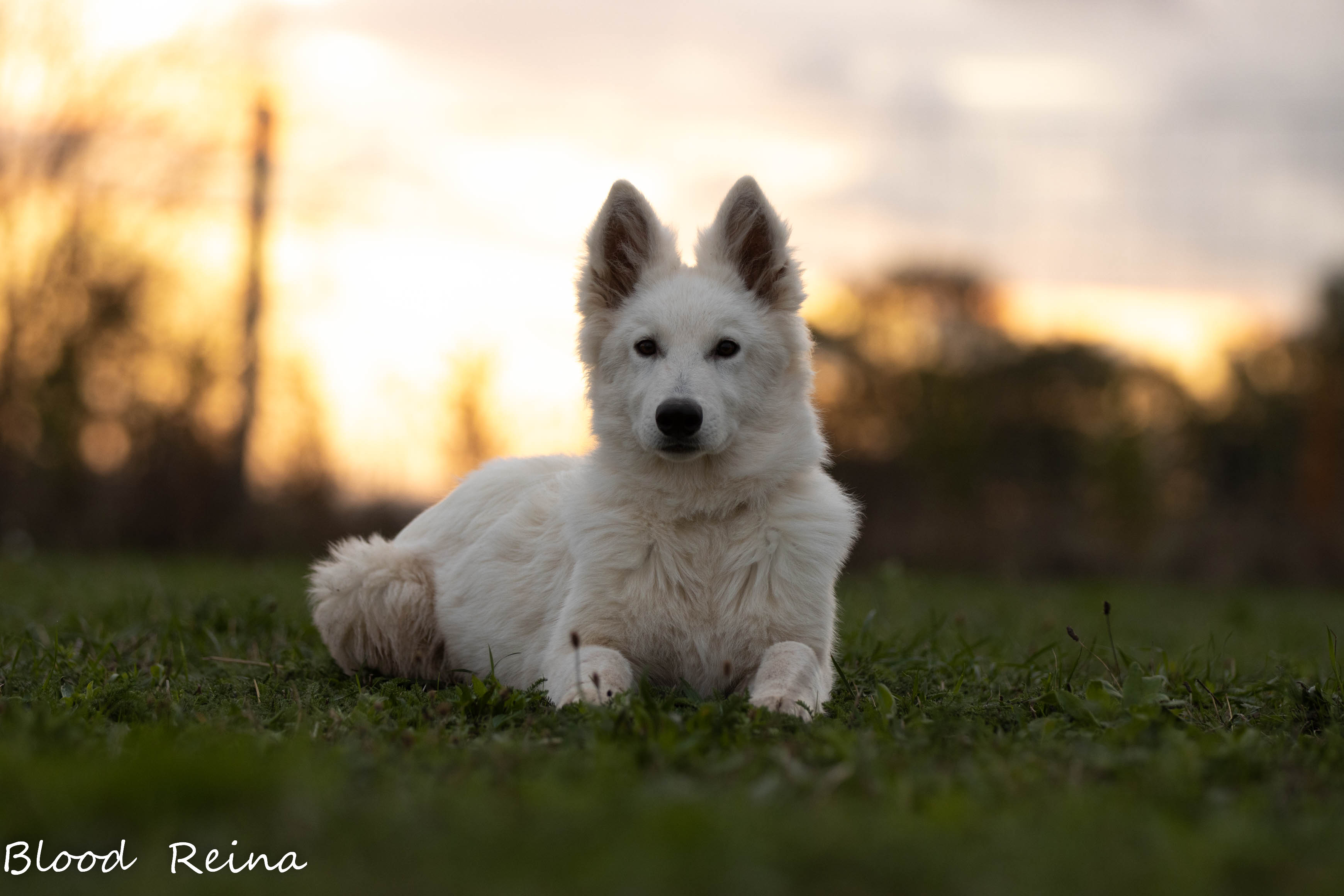 Berger Blanc Suisse Montluçon, élevage Bloodreina