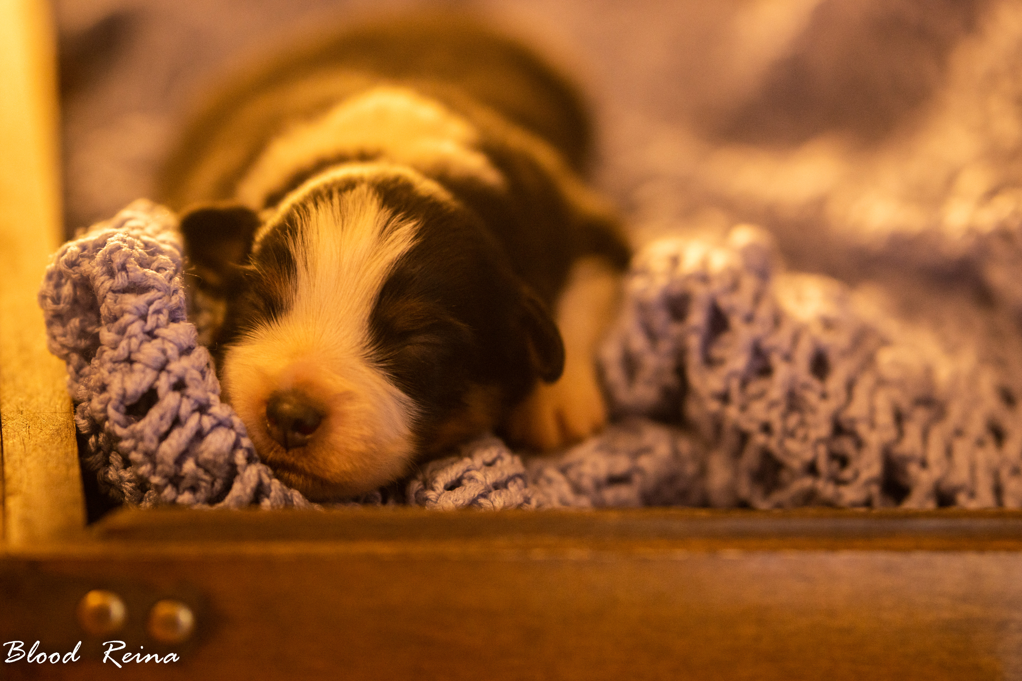 Berger Américain Miniature chiot portrait en intérieur — élevage Bloodreina