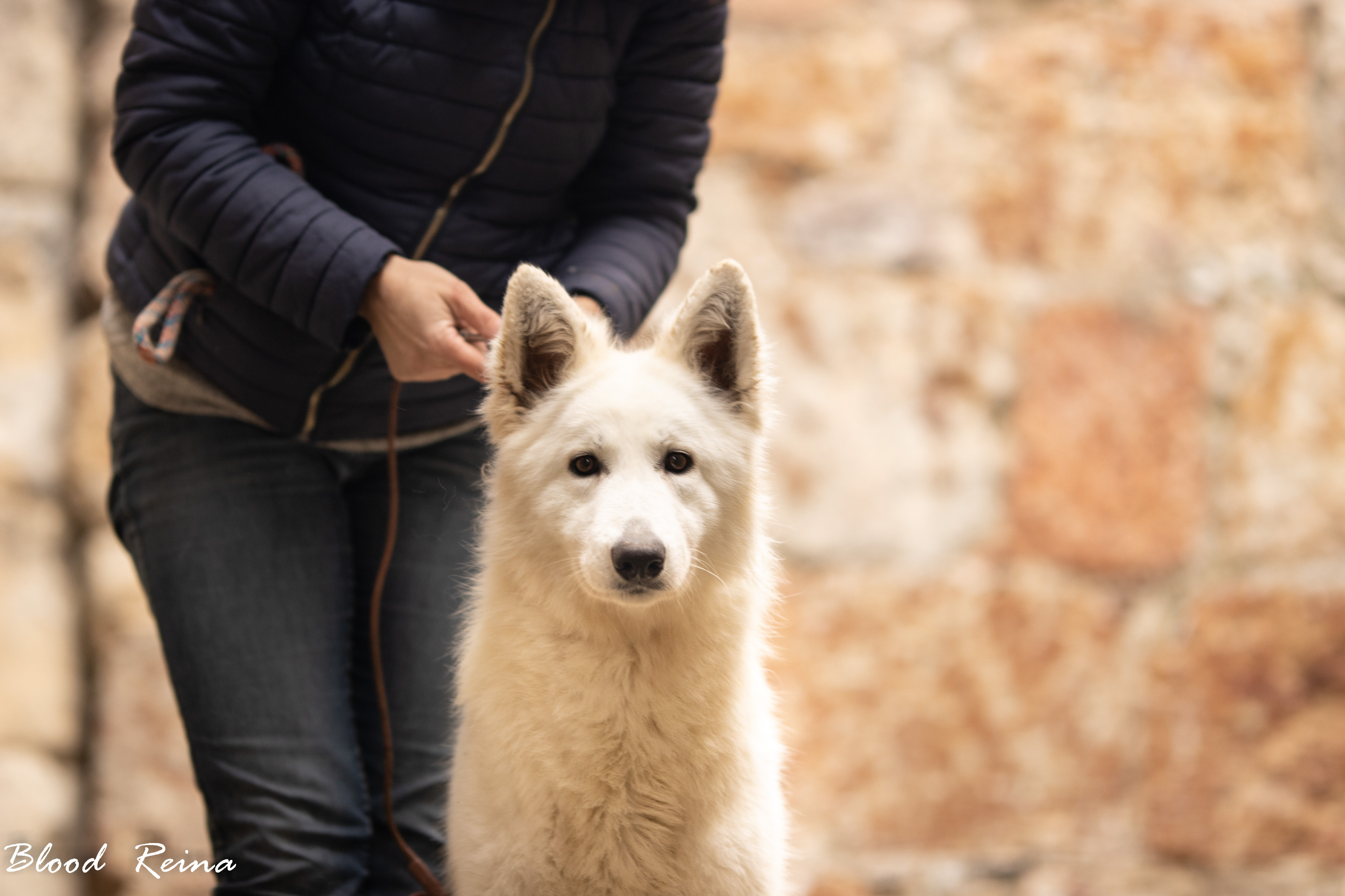 Berger Blanc Suisse — Bloodreina pour Aude