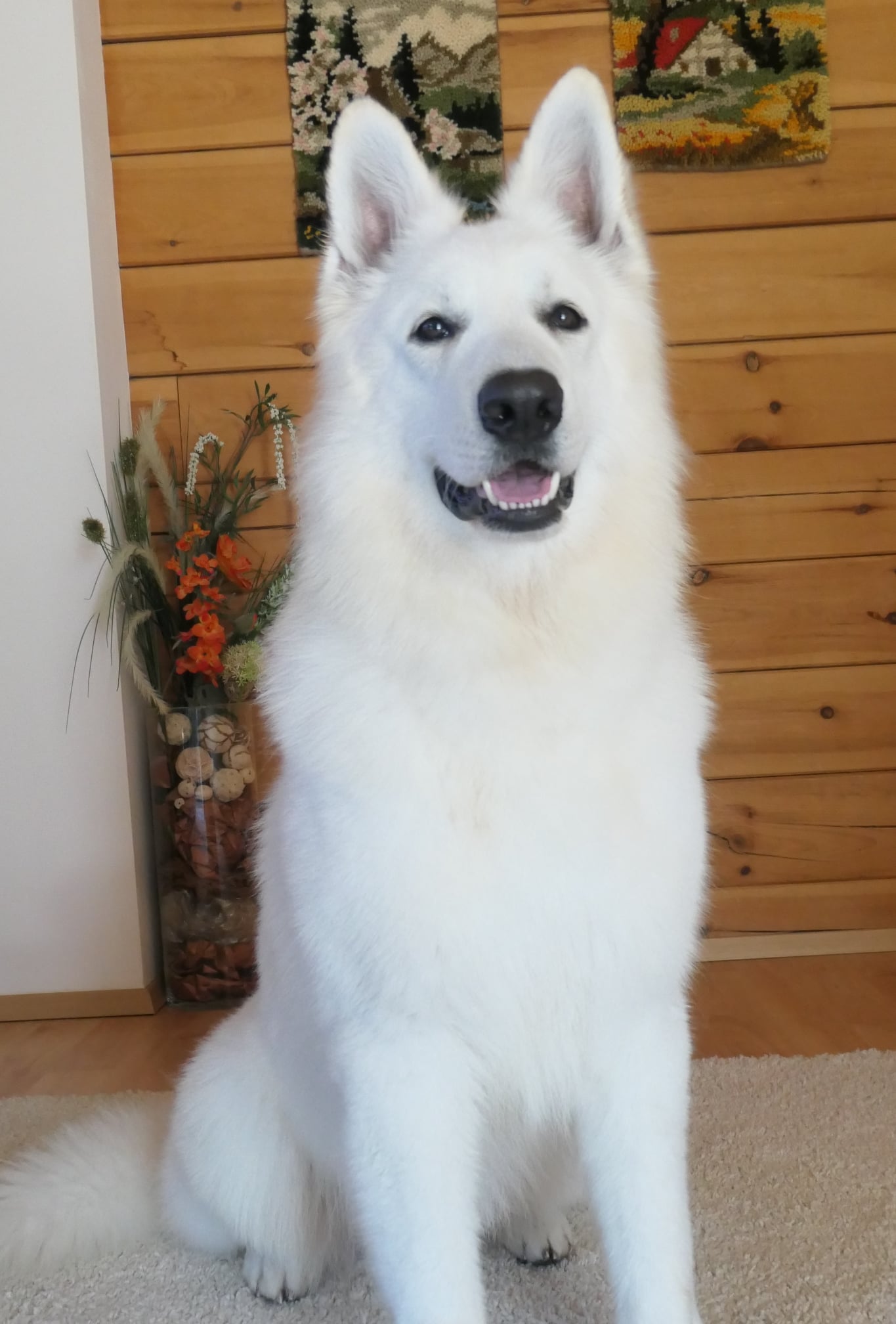 Berger Blanc Suisse adulte portrait en intérieur — élevage Bloodreina