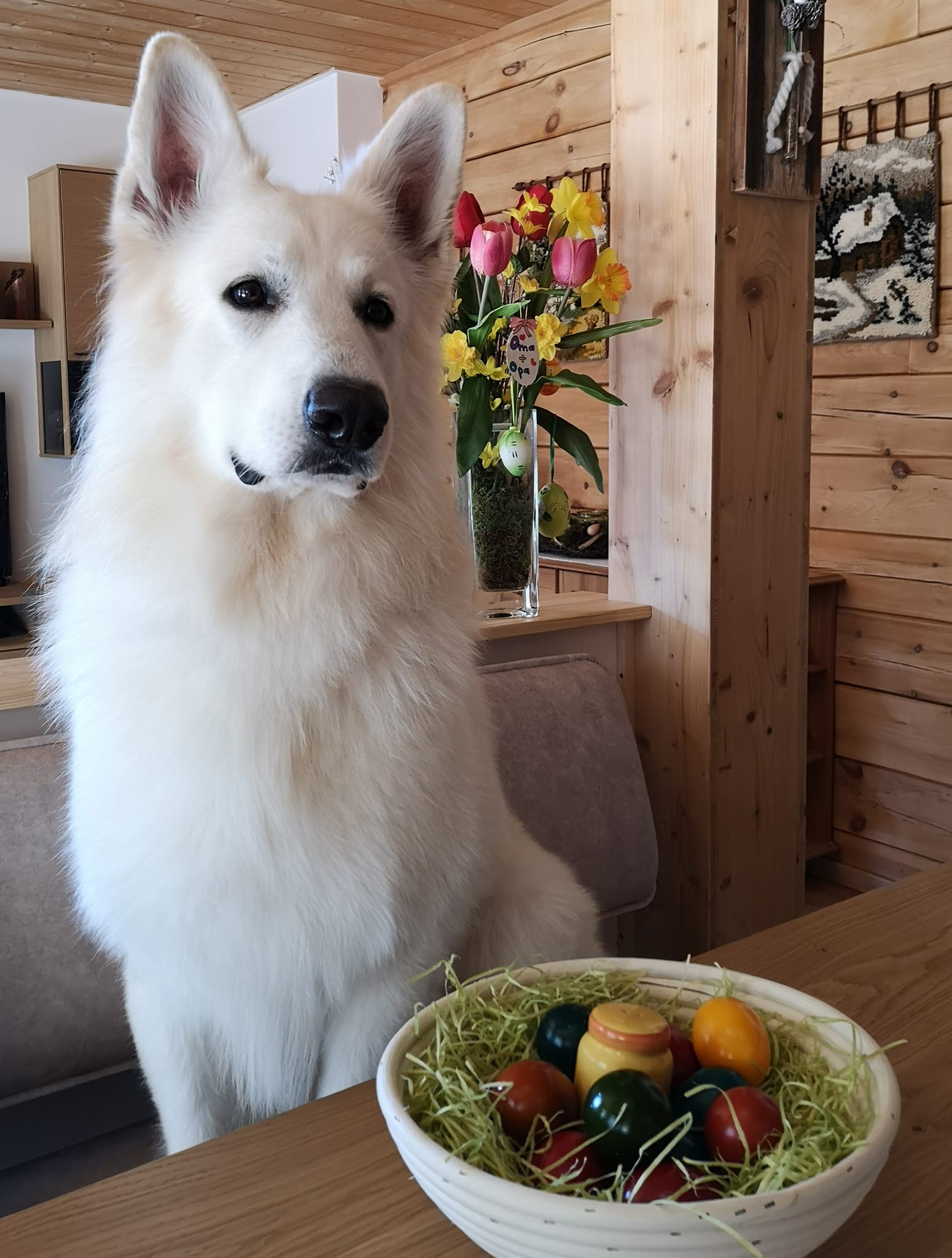 Berger Blanc Suisse Corrèze, élevage Bloodreina — photo 3