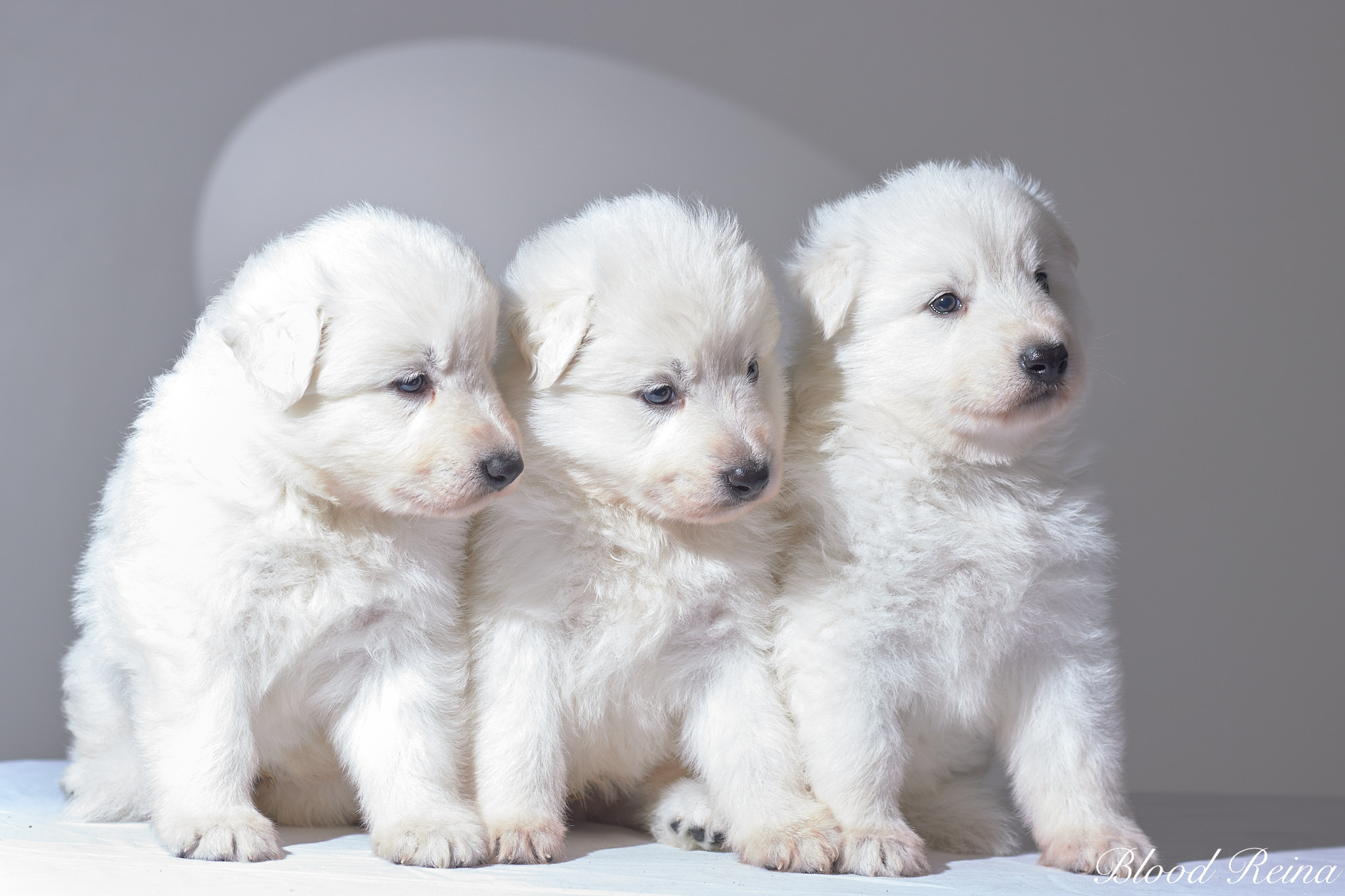 Berger Blanc Suisse — Histoire du Berger Blanc Suisse : origines et reconnaissance FCI