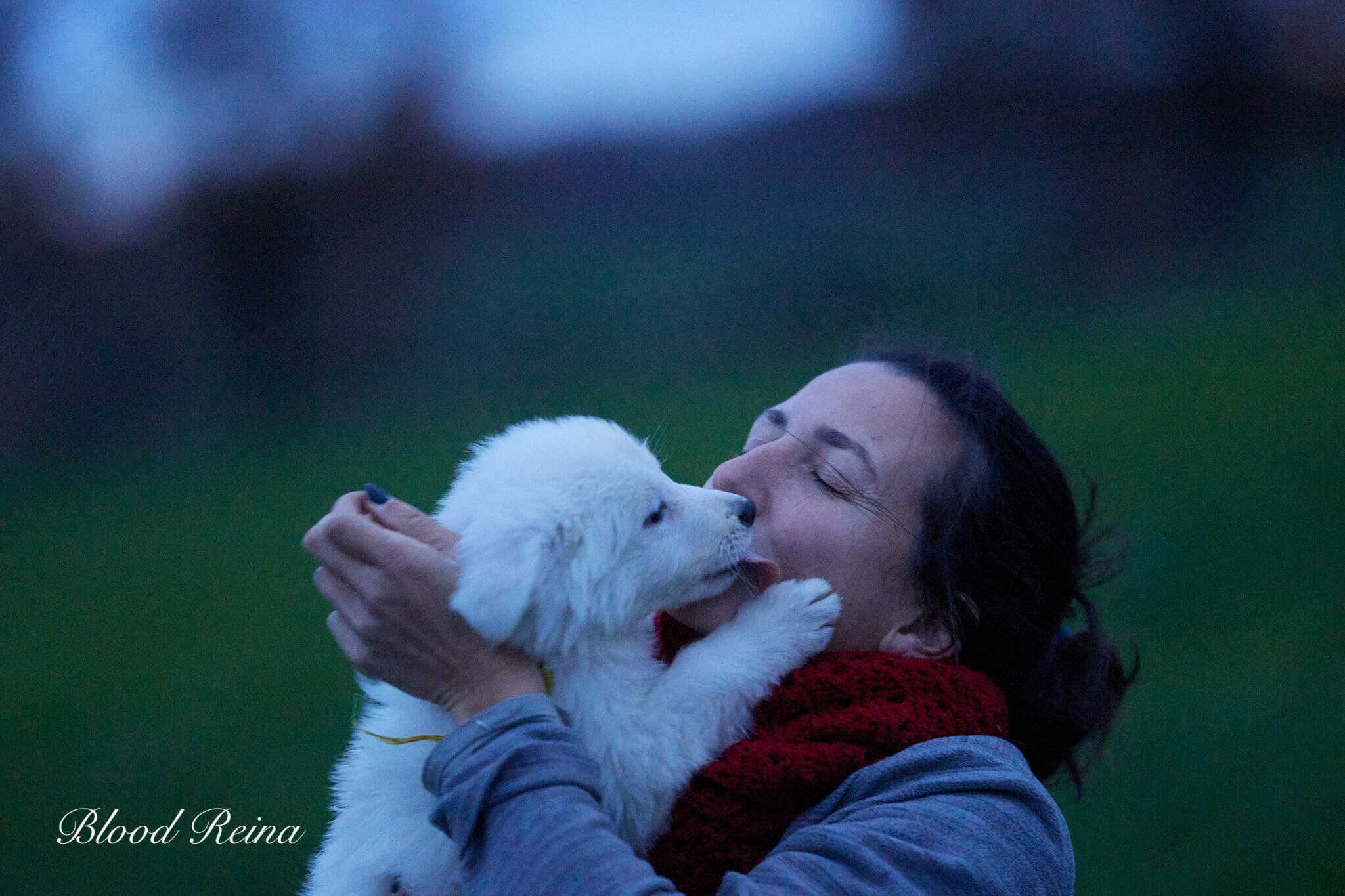 Le Berger Blanc Suisse dans l'Ain (01)
