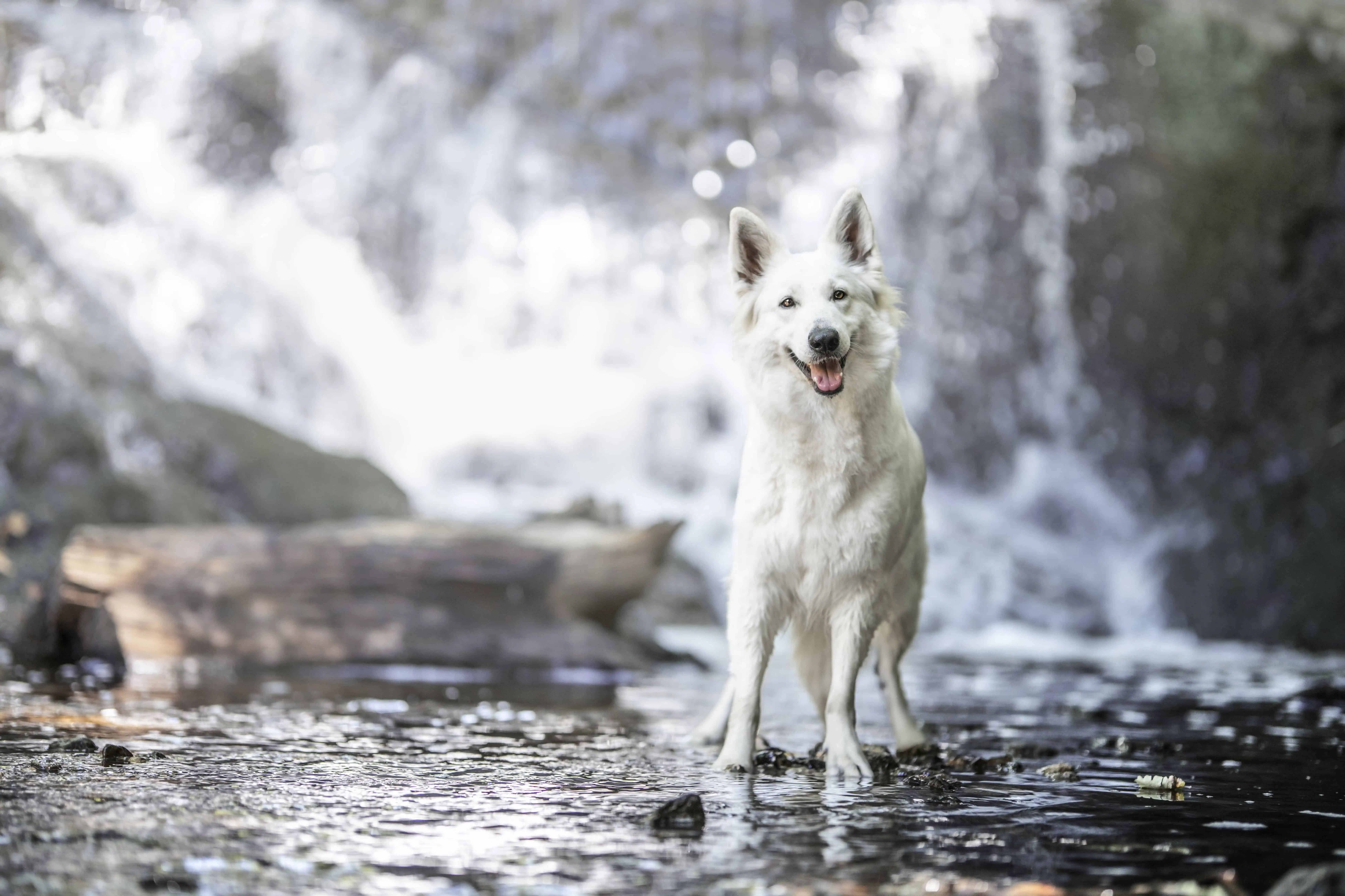 Berger Blanc Suisse Montluçon, élevage Bloodreina — photo 2
