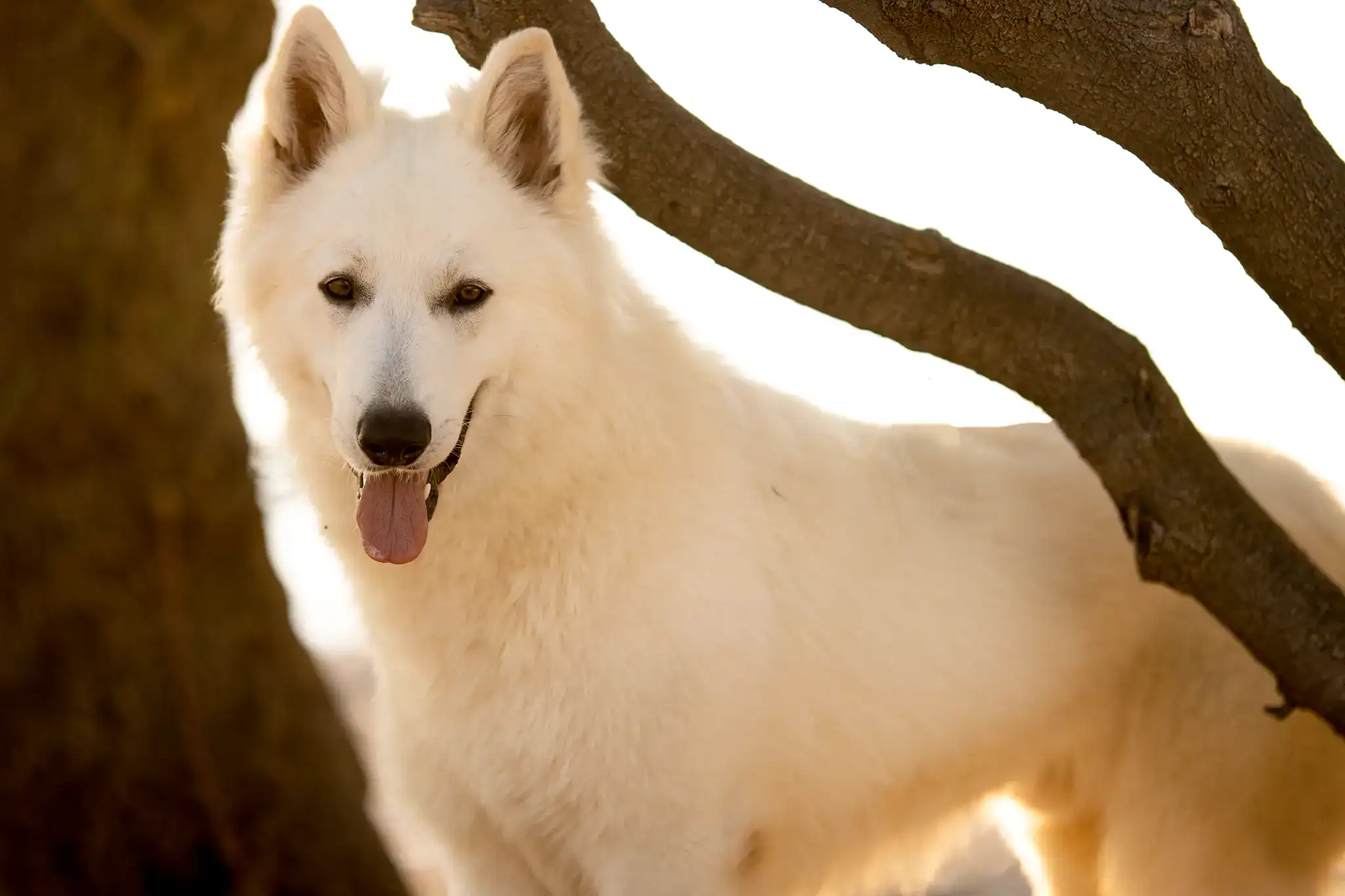 SUCCESS — étalon Berger Blanc Suisse