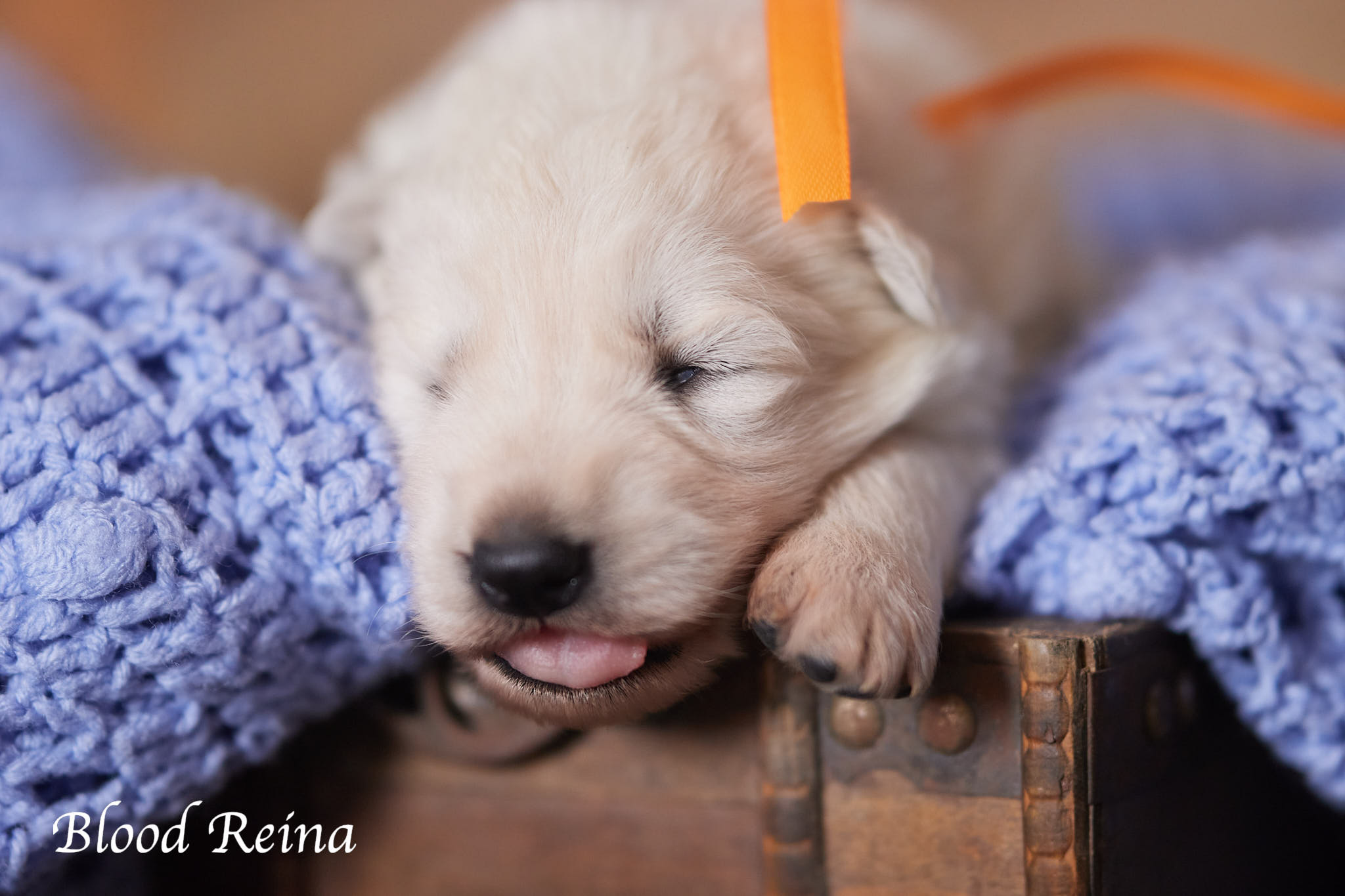 Berger Blanc Suisse chiot portrait — élevage Bloodreina