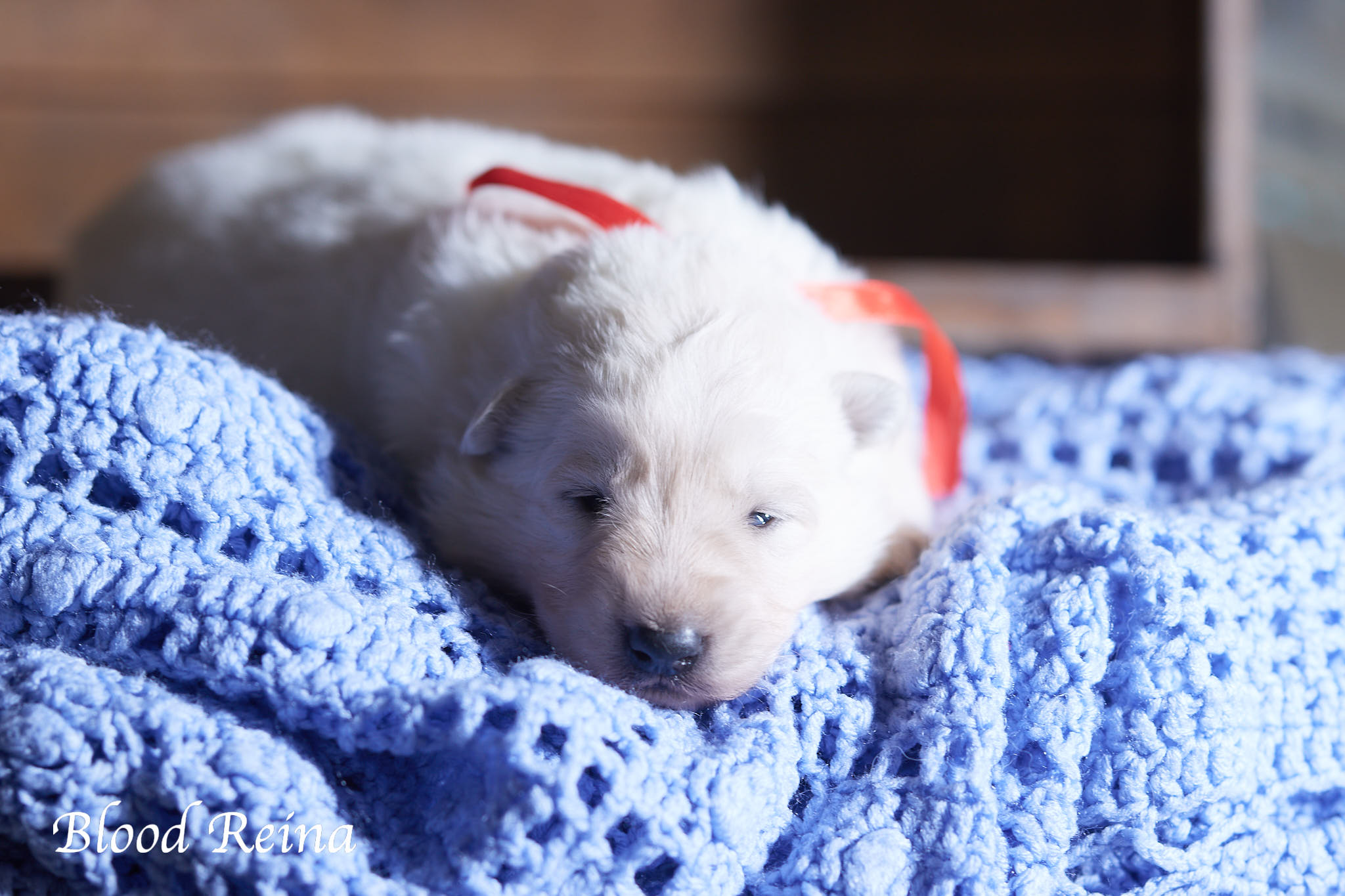 Berger Blanc Suisse chiot en pose — élevage Bloodreina