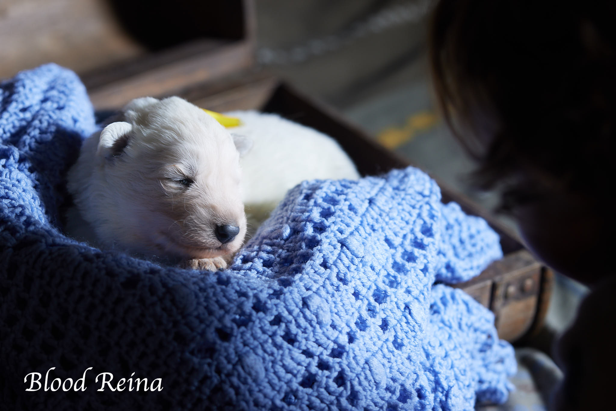 Berger Blanc Suisse Grand Est, élevage Bloodreina — photo 1