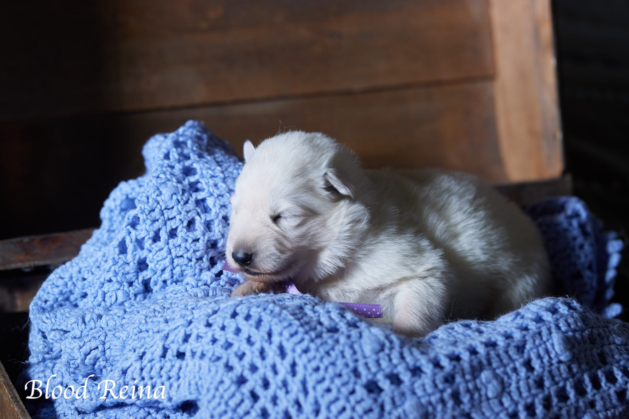 Berger Blanc Suisse Provence-Alpes-Côte d'Azur, élevage Bloodreina — photo 3