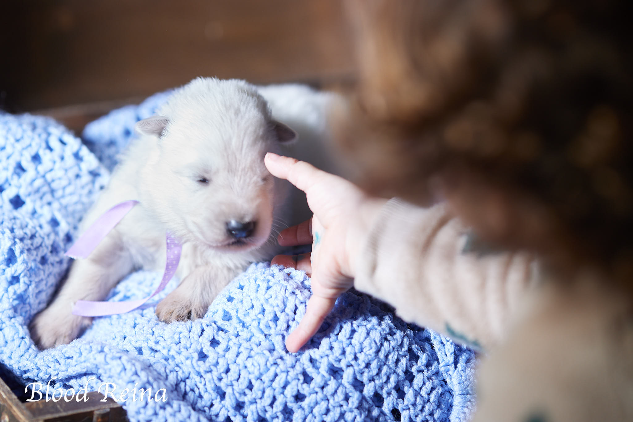 Berger Blanc Suisse Somme, élevage Bloodreina