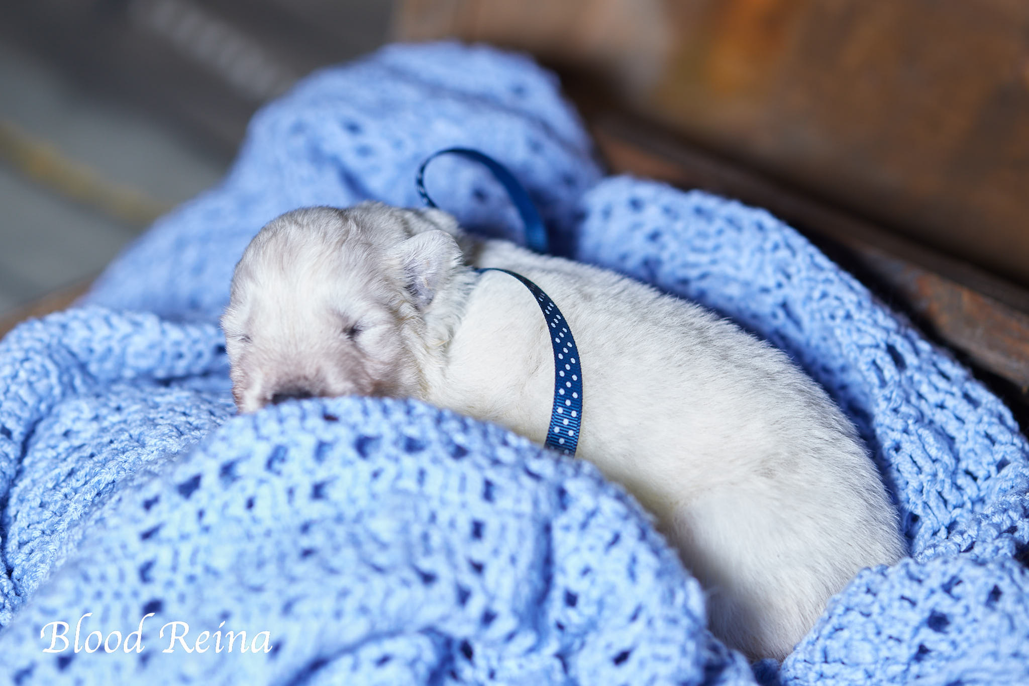Berger Blanc Suisse Alpes-Maritimes, élevage Bloodreina — photo 3