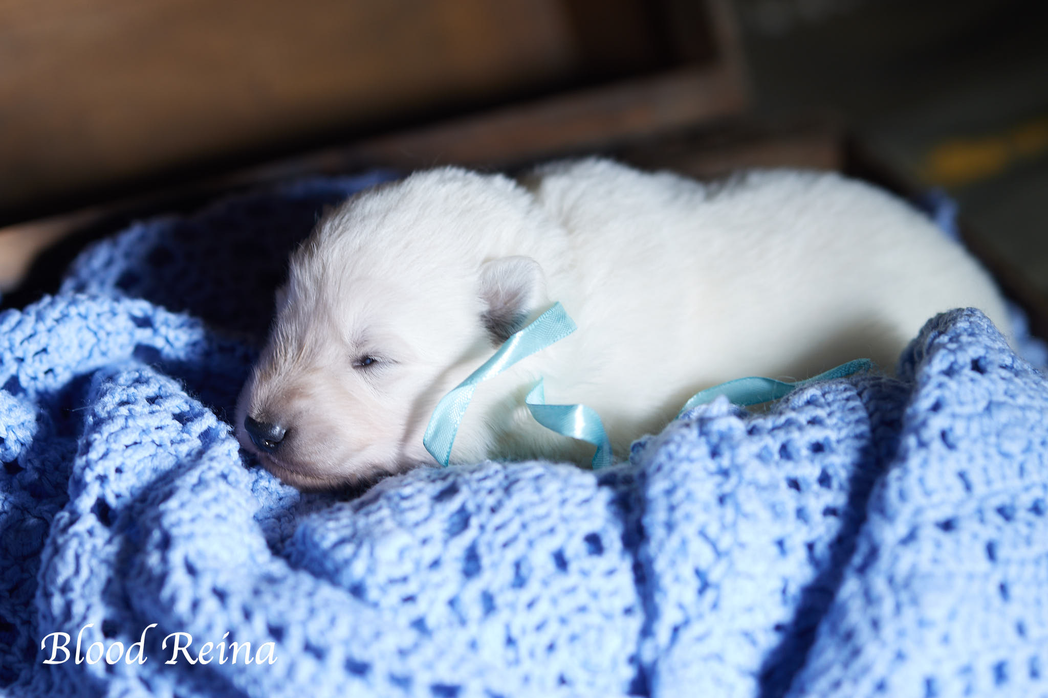 Berger Blanc Suisse Deux-Sèvres, élevage Bloodreina — photo 1