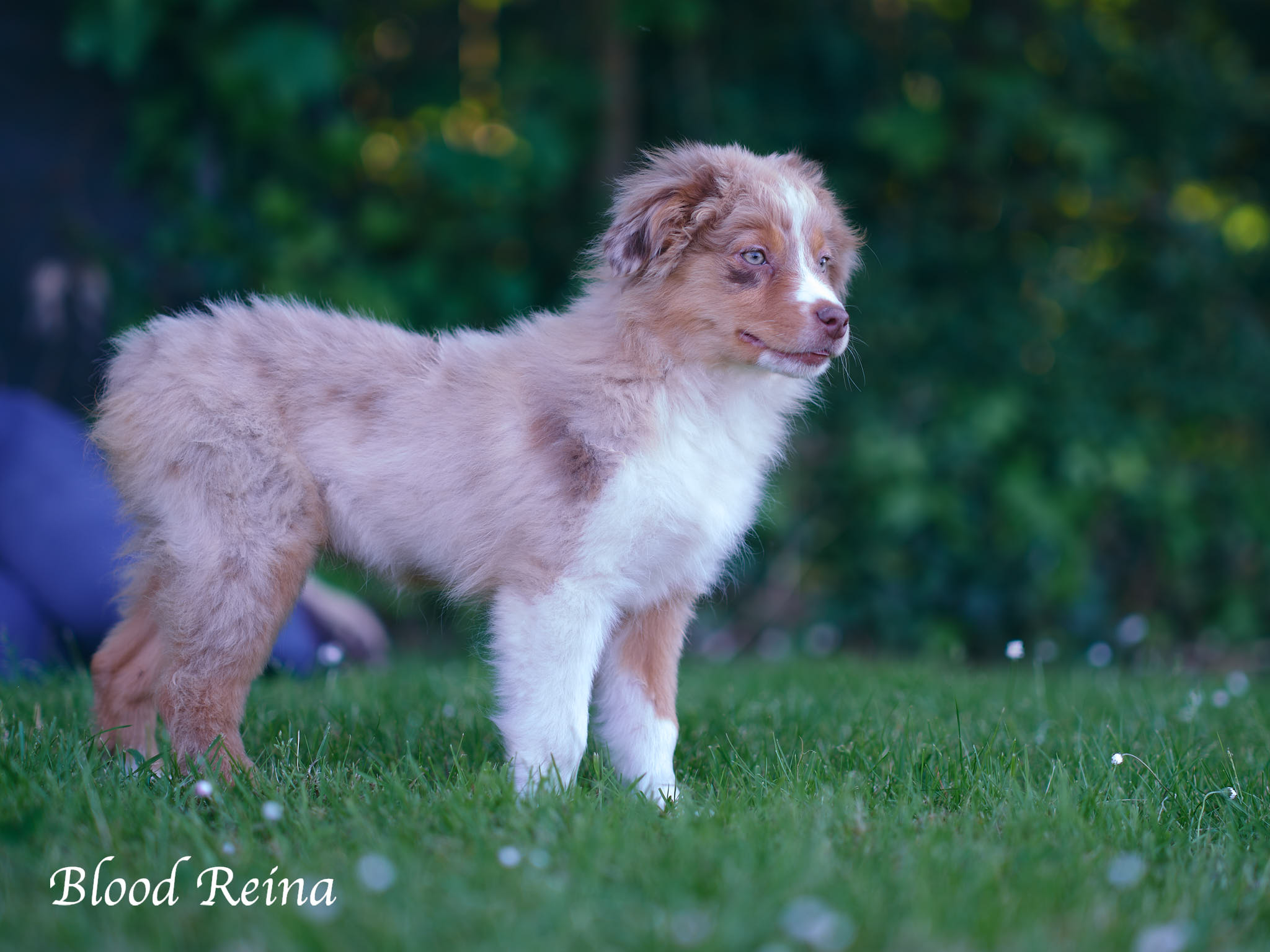 Berger Américain Miniature — Berger Américain Miniature rouge merle : robe marbrée et points de vigilance