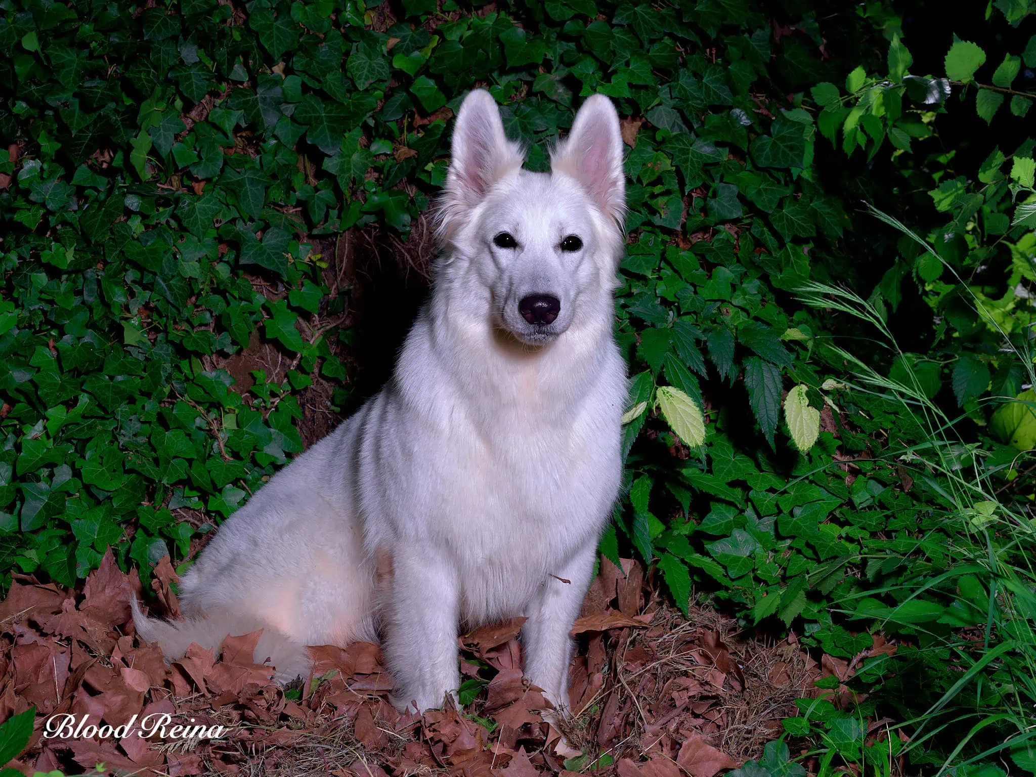 Berger Blanc Suisse adulte en pose en extérieur — élevage Bloodreina
