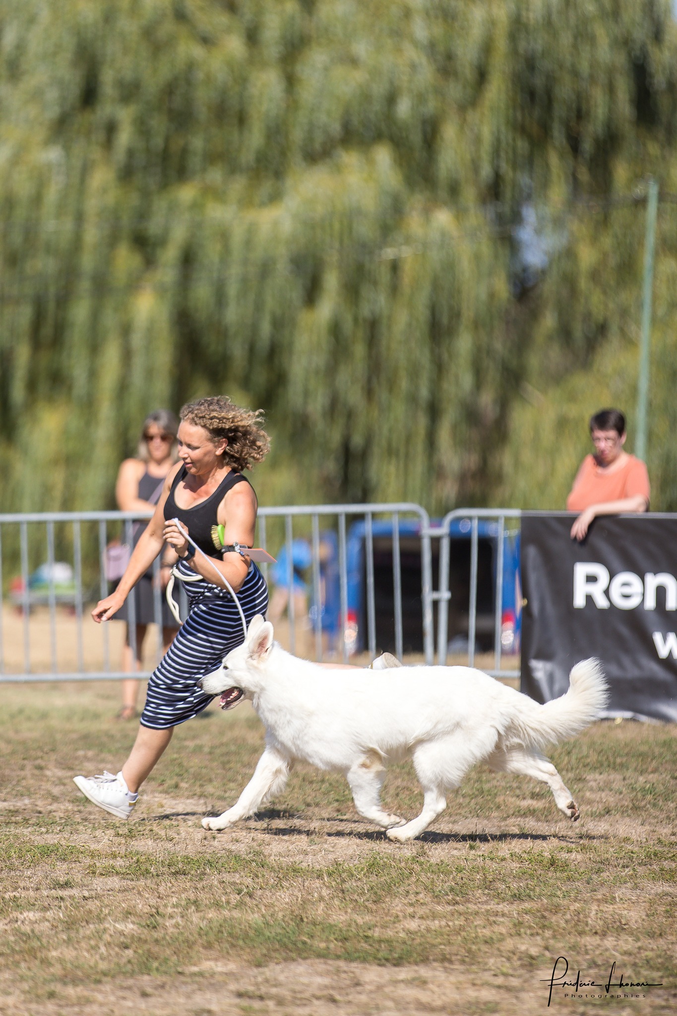 Berger Blanc Suisse Cher, élevage Bloodreina — photo 1
