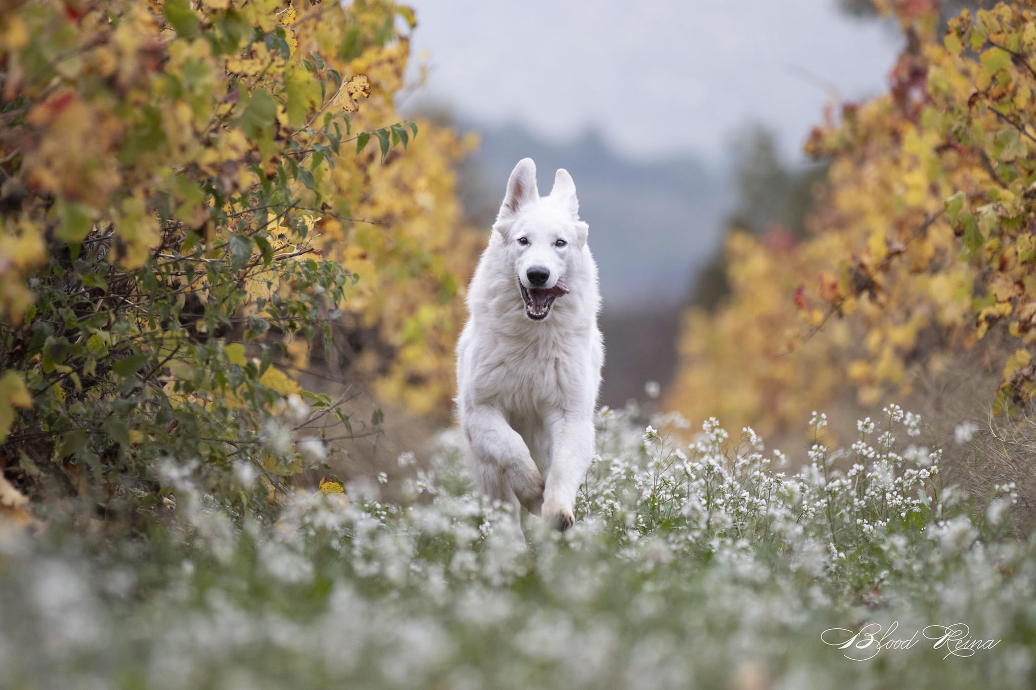 Berger Blanc Suisse — Bloodreina pour Aube