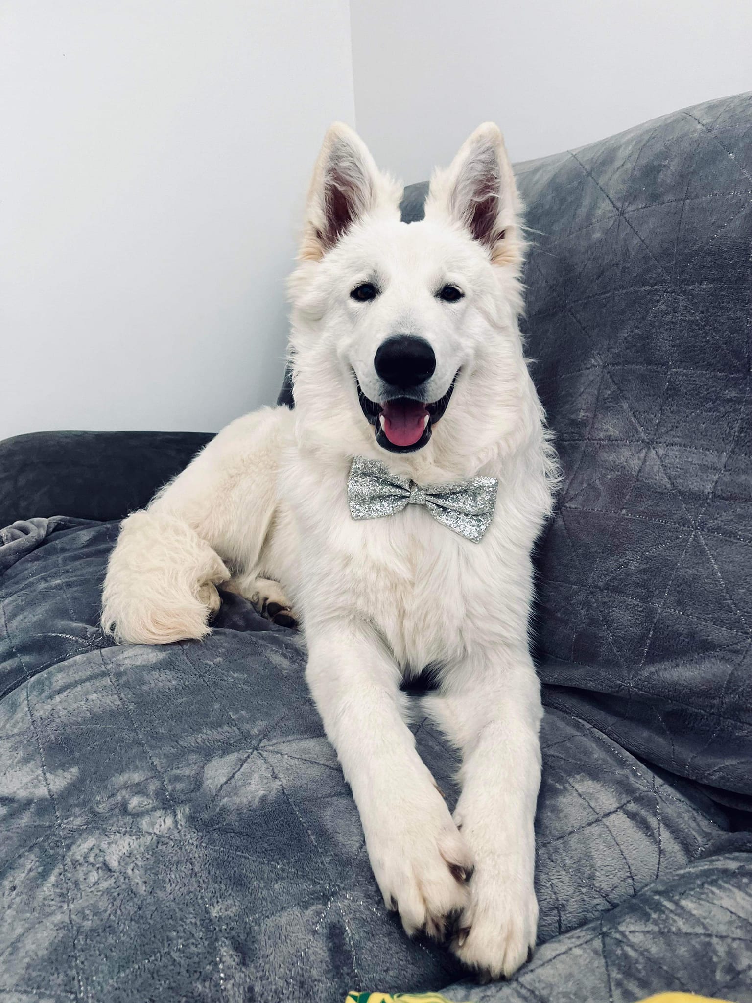 Berger Blanc Suisse — Bloodreina pour Loir-et-Cher