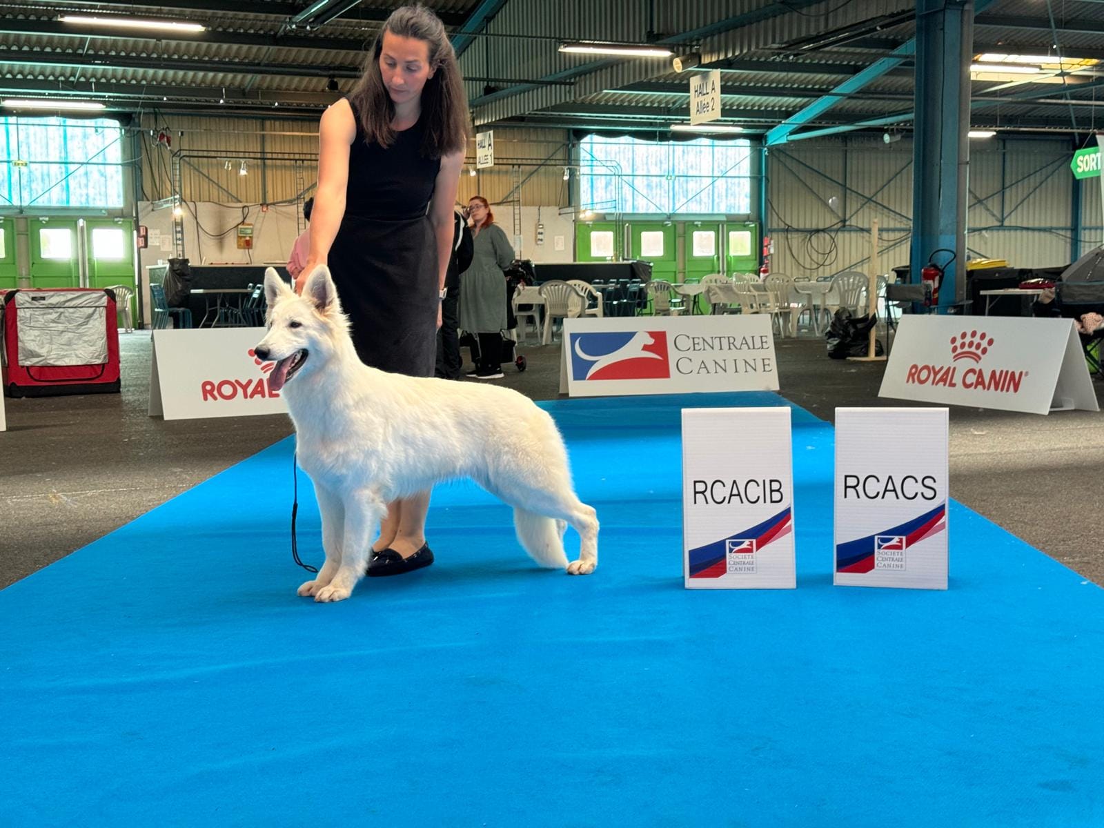 Berger Blanc Suisse Lot-et-Garonne, élevage Bloodreina — photo 2
