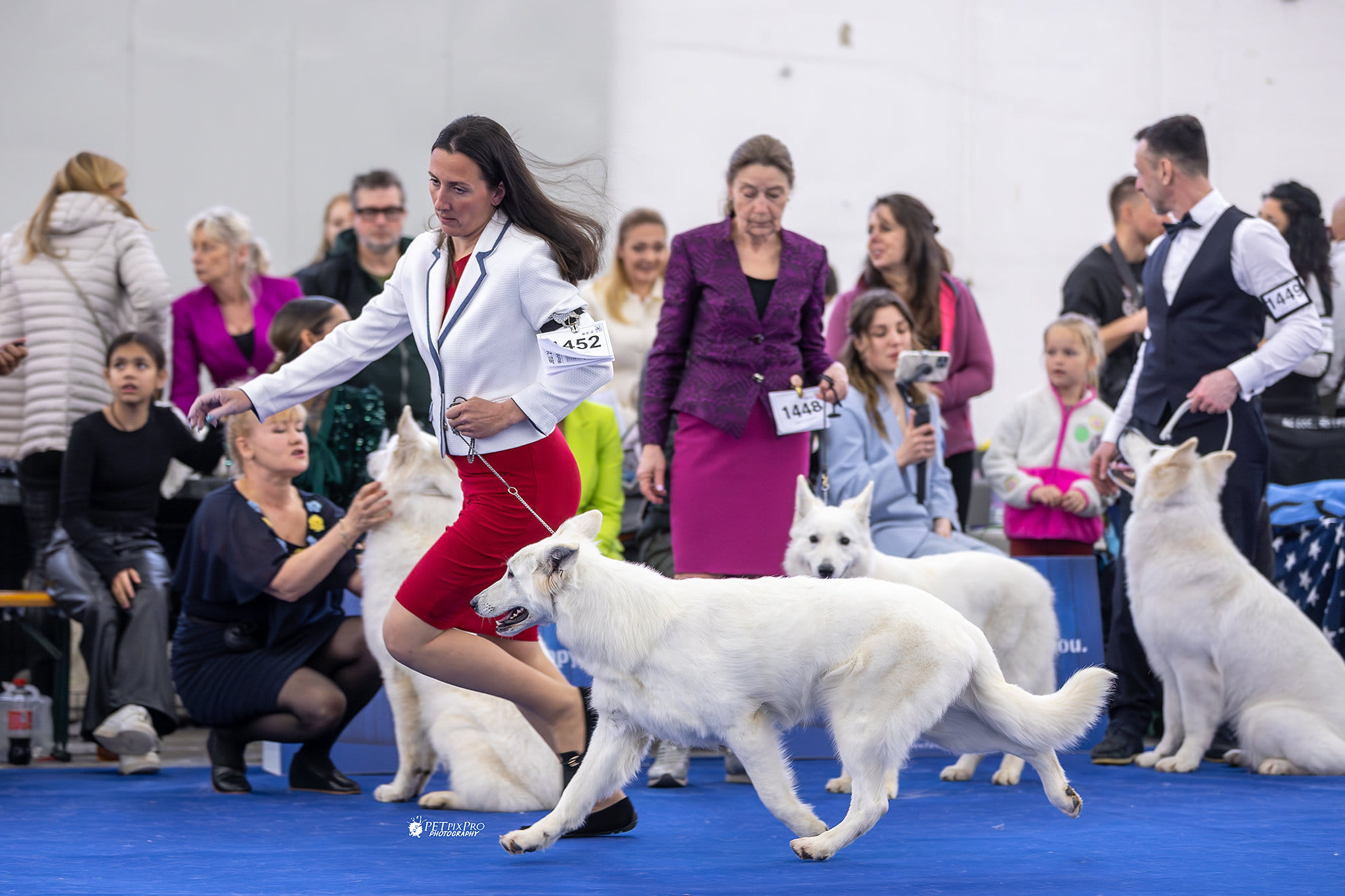 Berger Blanc Suisse Morbihan, élevage Bloodreina — photo 3