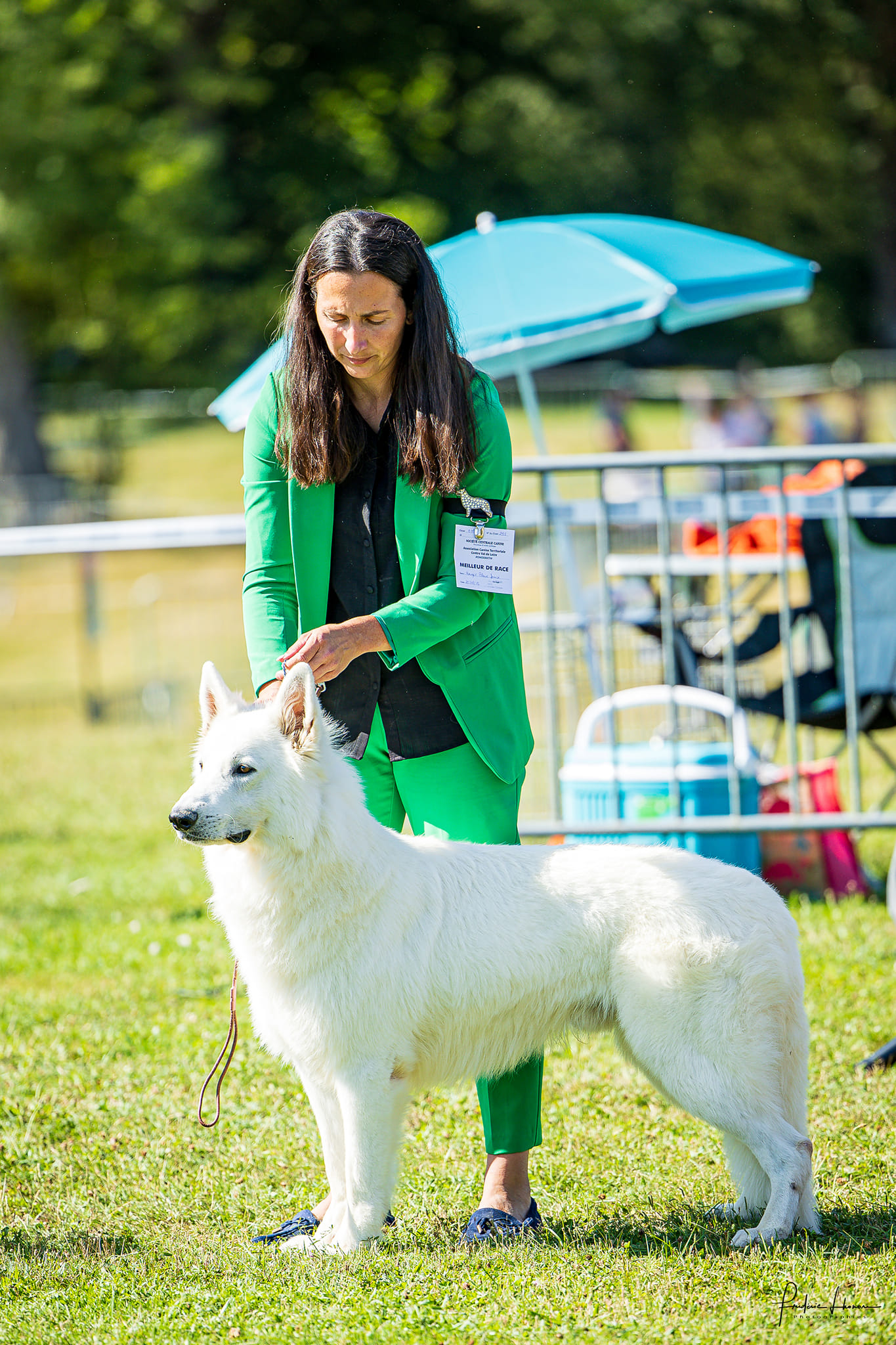 Berger Blanc Suisse Vendée, élevage Bloodreina — photo 1