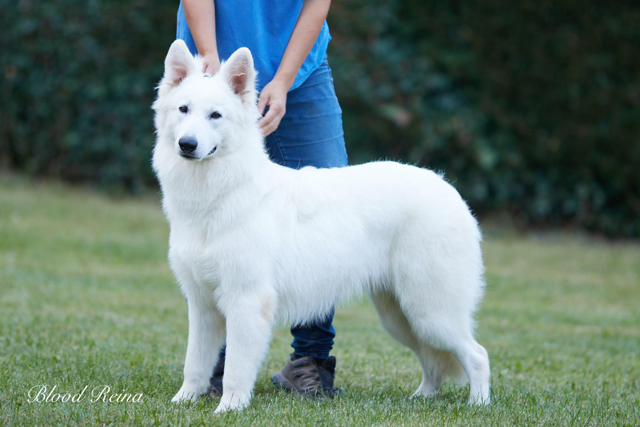Berger Blanc Suisse — Taille du Berger Blanc Suisse : standard, croissance et morphologie