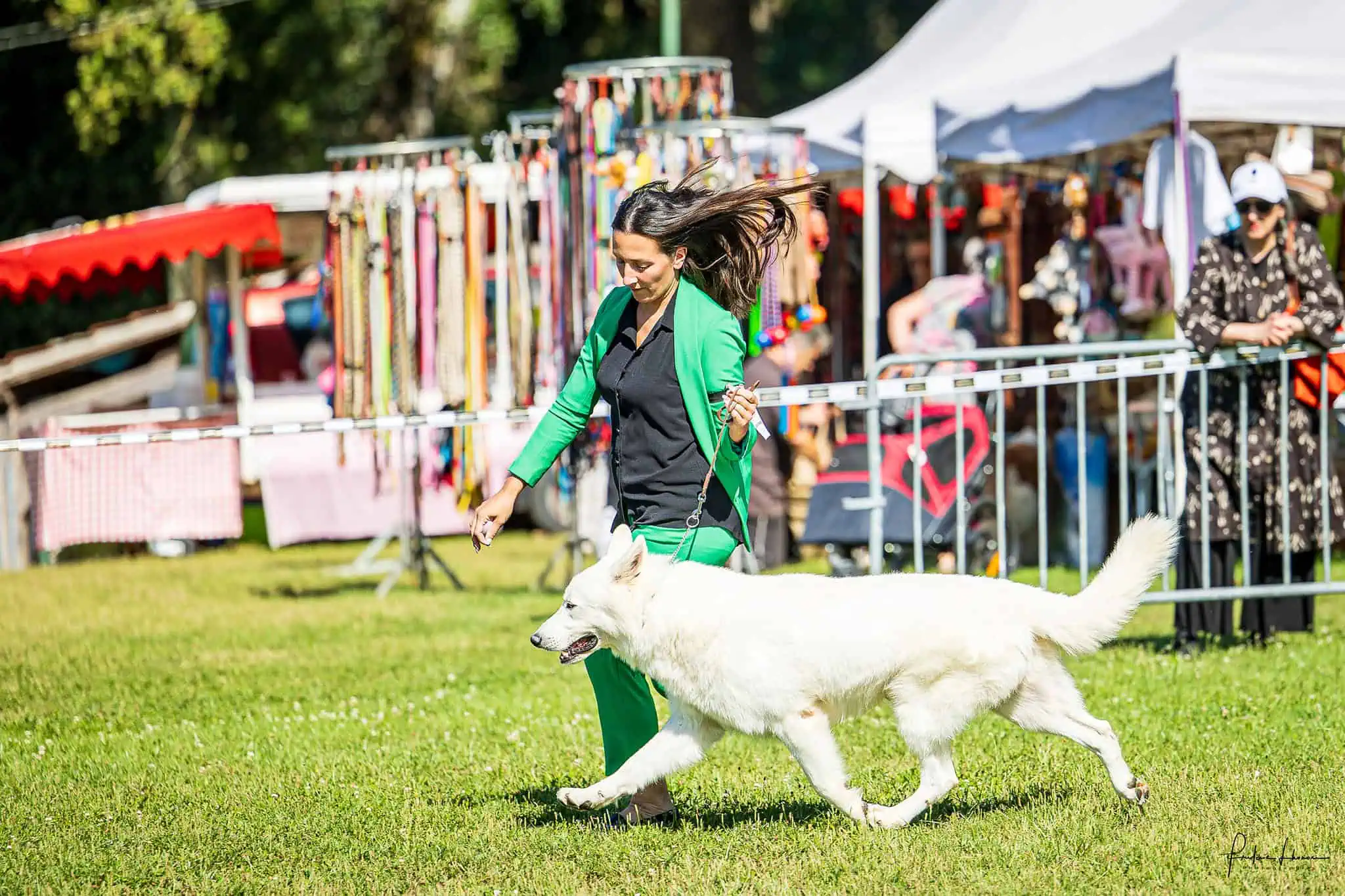 Berger Blanc Suisse — élevage Bloodreina
