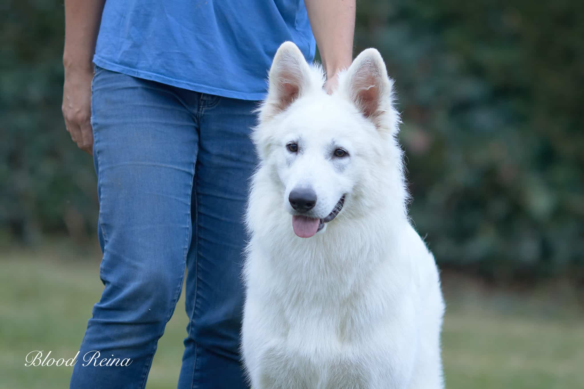 VICK — étalon Berger Blanc Suisse
