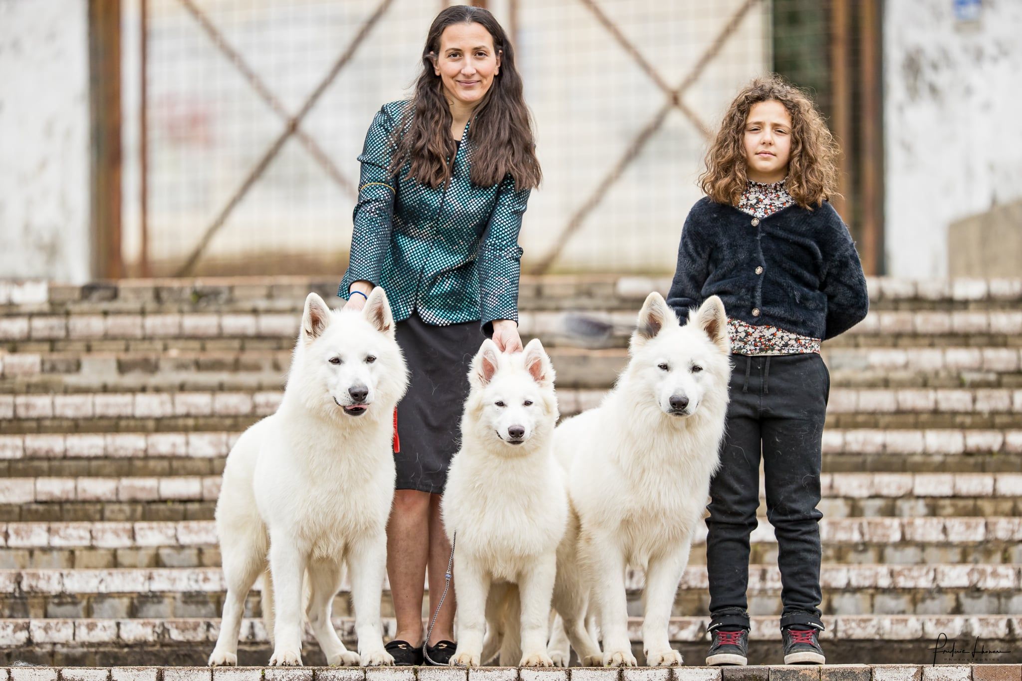 Berger Blanc Suisse en extérieur — élevage Bloodreina
